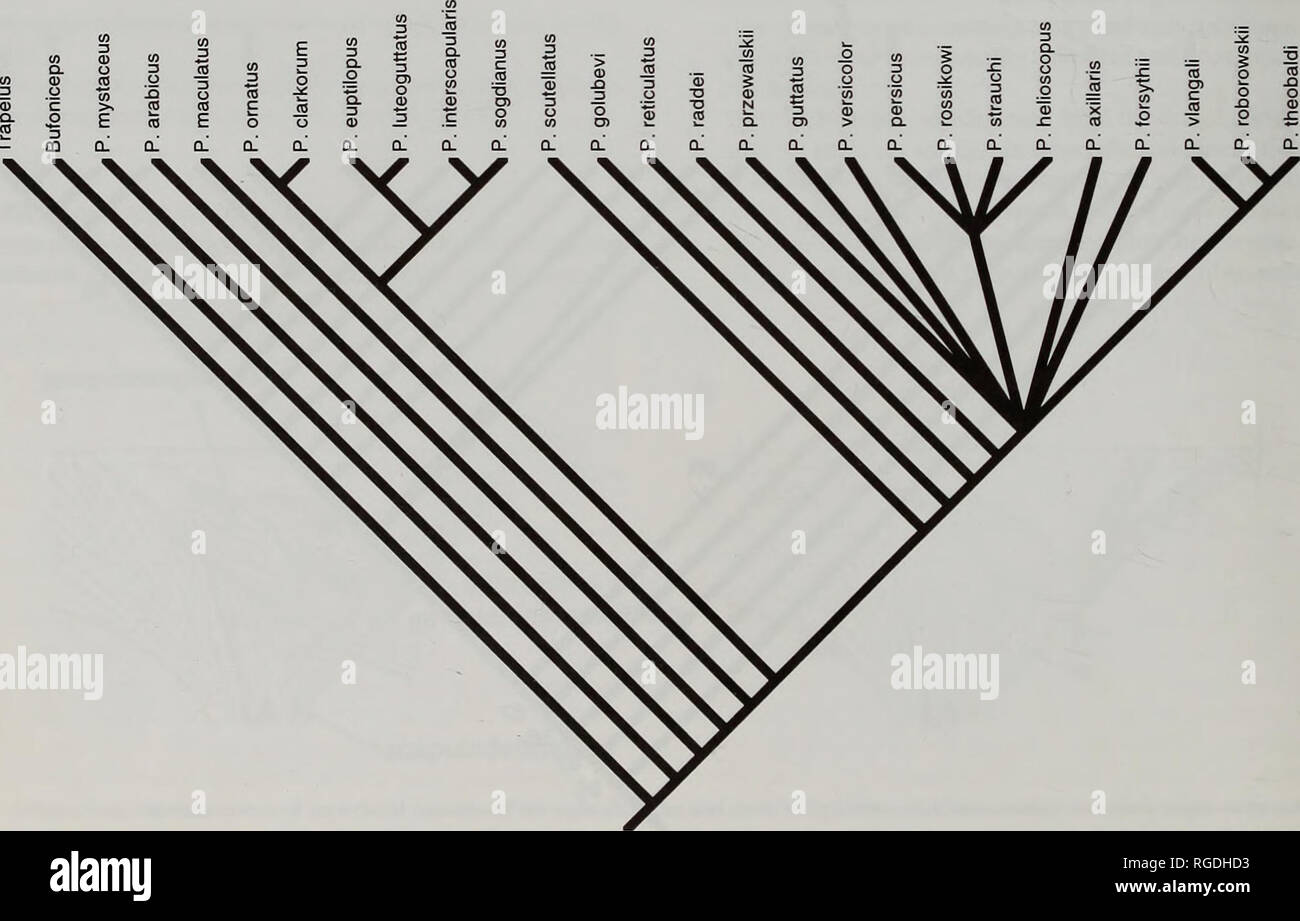 . Bollettino del Museo di Storia Naturale e zoologia. Fig. 15 Albero della figura 14 dopo essere stato sottoposto ad approssimazioni successive ponderazione carattere utilizzando Hennig86 programma (Farris, 1988), inP risultante. scutellatus e P. golubevi essendo risolta come diramazioni successive. Caratteri che definiscono letterati nodi sono come segue (le parentesi quadre indicano un certo grado di parallelismo; R indica inversione). Un 17,18,(32); B 1.1,12.1,23, 35, 37.1,46; C 1.2,44; D 15; e 37,2, 38,39.2; F 3, 12.2?, (21), 24 (36), 42; g (14), 28,43; H 16, 22,33;125,26,27; J(8), 19,31; K 13, 32R;L 10,20;M(4), 17.2R;N 17.1R;0 18R.44R; R( Foto Stock