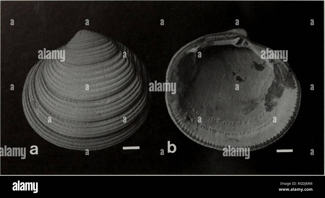 . Bollettino del Museo di Storia Naturale e zoologia. 102 J.D. TAYLOR ED E.A. GLOVER. Fig. 10 Cardiolucina crassilirata (Tate, 11 bar a = 2,0, b = 2,5 mm. ), Porta Occidentale, Victoria, Australia. 1963200 BMNH. a, esterno della valvola sinistra; b, interno della valvola di sinistra. Scalare il confronto con altre specie. C. civica è più simile a C. crassilirata, ma ha un legamento più brevi e più grossolana crenulations marginale. Habitat. Spiaggia di fine sabbia e shelly fondi principalmente dalle acque poco profonde per 200m, con un paio di gusci morti registrate fino a 600 m. La distribuzione. Isole Andamane, North Western Australia, Asia sud-orientale, Foto Stock