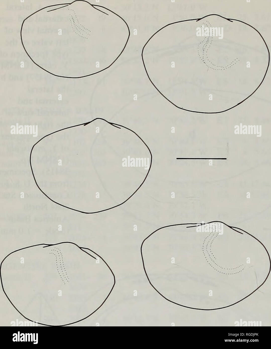 . Bollettino del Museo di Storia Naturale e zoologia. 50 J.A. ALLEN, H.L. SANDERS E F. HANNAH. Fig. 73 Yoldiella curta. Contorni di gusci di dimensioni simili per mostrare intrapopulation differenze di forma. Esemplari da Sta. BG IV DS 86 West European Bain. (Scala =1.0 mm). 5CH W/L 3CH 80-1 h/l . • /•..•;• 60J 60- 50 PL/TL .v: Lunghezza (mm) Fig. 74 Yoldiella curta. La variazione dei rapporti di riduzione di altezza H/L, larghezza W/L e postero-umbonal lunghezza PL/TL di lunghezza contro la lunghezza di un campione da Sta. INCAL CP 01 West European bacino.. Si prega di notare che queste immagini vengono estratte dalla pagina sottoposta a scansione immagini che m Foto Stock