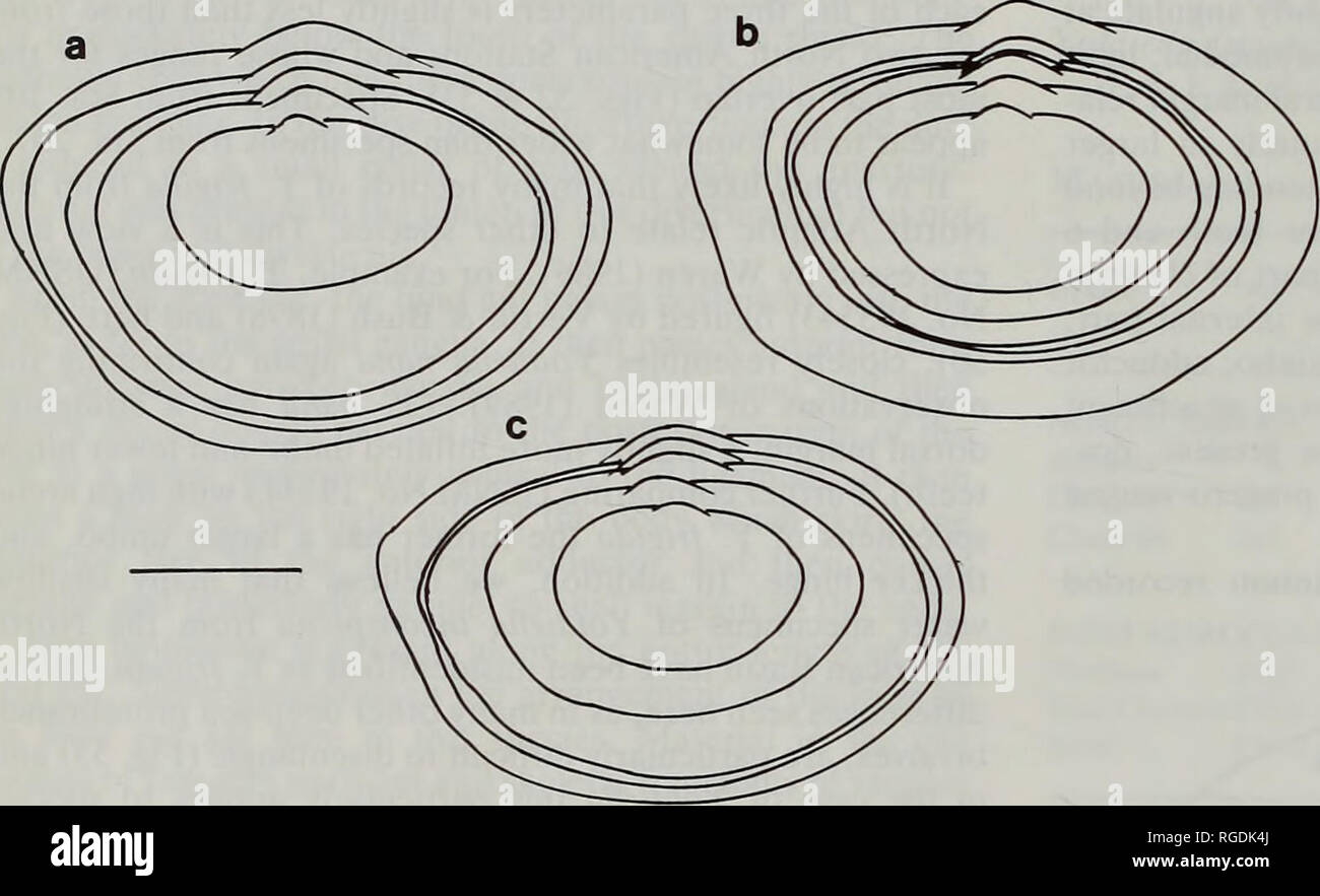 . Bollettino del Museo di Storia Naturale e zoologia. 38 50 WL 30J 80 60 60 HL -A aa A A . Un • Un .A . .Un * 40 PLTL 2 3 Lunghezza (mm) J.A. ALLEN, H.L. SANDERS E F. HANNAH Fig. 52 Yoldiella frigida. Variazione in rapporti di altezza H/L, larghezza W/L e postero-umbonal lunghezza PL/TL di lunghezza contro la lunghezza dei campioni da; triangoli aperti, Sta. 105 Nord America bacino; triangoli chiusi, Sta. INCAL DS 03 Golfo di Biscaglia; circoli chiusi Sta. 207 Nord America bacino.. piede che tende ad essere in gran parte nascosta da palpi è anche relativamente grandi con ben sviluppato il riavvolgitore muscoli. Questo è particolarmente vero o Foto Stock