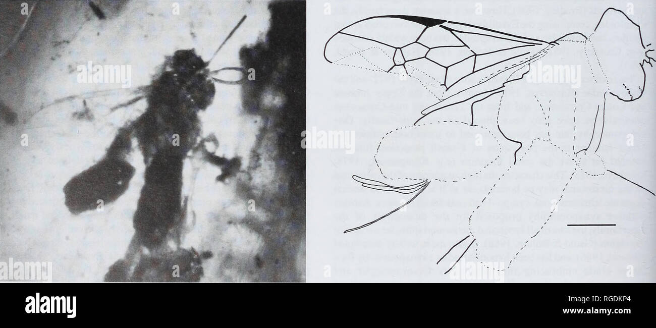 . Bollettino del Museo di Storia Naturale di geologia. 54 H.H. BASIBUYUK ET AL. specie si verificano nei tropichi. Come la classificazione del gruppo è ancora in gran parte basato su Kieffer (1912), la validità di molti generi è discutibile (Huben, 1995). Fino a poco tempo fa, il noto specie estinte della famiglia sono stati attribuiti al extant generi Evania (Burmeister, 1831;Brues, 1933) e Brachygaster (Buschke, 1886), ma di due nuovi generi dal tardo Cretaceo, New Jersey ambra recentemente sono state descritte (Basibuyuk et al, in stampa). Un altro era Mesozoica fossile, Praevania Rasnitsyn, eventualmente anche appartiene al sistema EVA Foto Stock