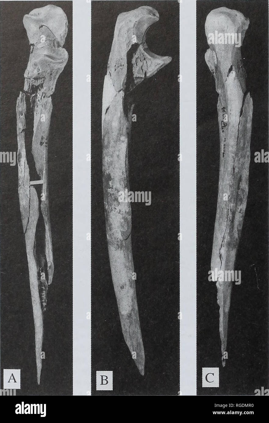 . Bollettino della Naturale Museo Histort. Geologia serie. S.E. CHURCHILL. Fig. 13 Diritto ulna, M.54066, 0,5x dimensione naturale. 13A, anteriore: 13B, laterale; 13C, posteriore. processo sulla superficie palmare. La pinna dorsale e le superfici mediale sono completi in posizione distale rispetto al passato bene midshaft. Solo le porzioni della superficie palmare dell'albero sono conservati. La superficie laterale dell'albero è il meglio conservato ed è quasi completamente rappresentata dall'estremità prossimale verso il basso fino al livello del M. pronator qitadratiis crest distalmente. L'incavo trocleare apre anteroproximally (l'coronoid proc- ess è molto maggiore di TH Foto Stock