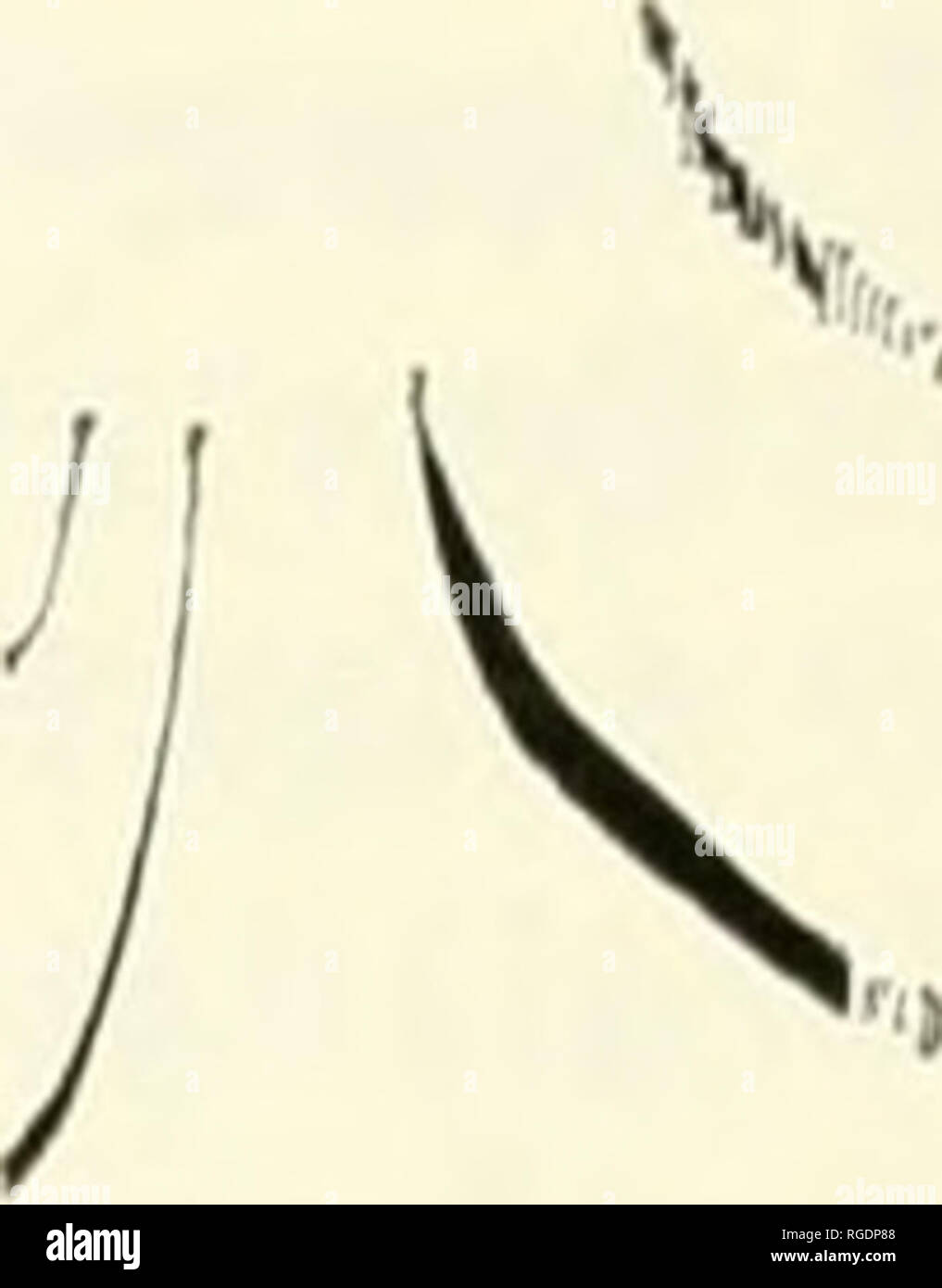 . Bollettino del museo di zoologia comparativa a Harvard College. Zoologia. Evoluzione dei tiranni di massa • Smith e VuiUeumier 251 strappi leggermente indietro con ogni chiamata. Come la serie accelera la frequenza dell'ultimo poche unità ascende e l'uccello si arrampica bruscamente in una fase di stallo. Appena prima di andare in stallo, la coda flicks fino, poi scende verso il basso- Ward e si diffonde. L'uccello proviene da appendere verticalmente in aria, dondolando le gambe e piedi. Le sue ali si estendono sul suo dorso e quasi toccare insieme come si pronuncia la chiara "whee-oo" e quindi passi in avanti. Re- guadagnando velocità, si ritrae Foto Stock