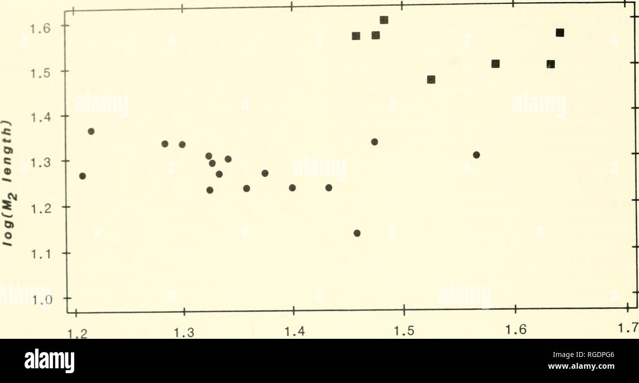 . Bollettino del museo di zoologia comparativa a Harvard College. Zoologia. Bollettino museo di zoologia comparativa, Vol. 152, n. 1. log(M1 area) La figura 3. Grafico di log-trasformato M, area vs. M2 lunghezza per Palaeostylops iturus (punti) e Gashatostylops macrodon (quadrati). genere Palaeostylops, il suo contenuto di specie e le relazioni di queste specie di Arctostylops steini. Simpson (1936a) ha indicato che la specie P. iturus e "P." macrodon potrebbe essere considerato come strettamente connesse ma generi distinti; Dash- zeveg (1982) di cui sia al North American genere Arctostylops. Foto Stock