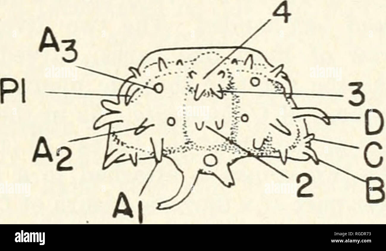 . Bollettino del museo di zoologia comparativa a Harvard College. Zoologia. WHITTINGTON : SILICIFIED ODONTOPLEURIDAE 239 Ceratocephala laciniata Whittington e Evitt, 1954 piastra 14, le figure 2-6, 8-15 ; Text-figura 16. Discussione: Due cranidia dalla località 3 (PI. 14, figg. 2, 3) sono più piccoli (lunghezza (sag.) 0,46 e 0,57 mm.; larghezza massima 0,75 e 0,85 mm. rispettivamente) rispetto a quelli precedentemente descritti, anche se non così piccolo come quello di C. triacantheis (Whittington e Evitt, 1954, p. 60). Essi non hanno fixigenal spine, ma sono più grandi della cranidia fixigenal con spine di Apianurus n.gen. Foto Stock