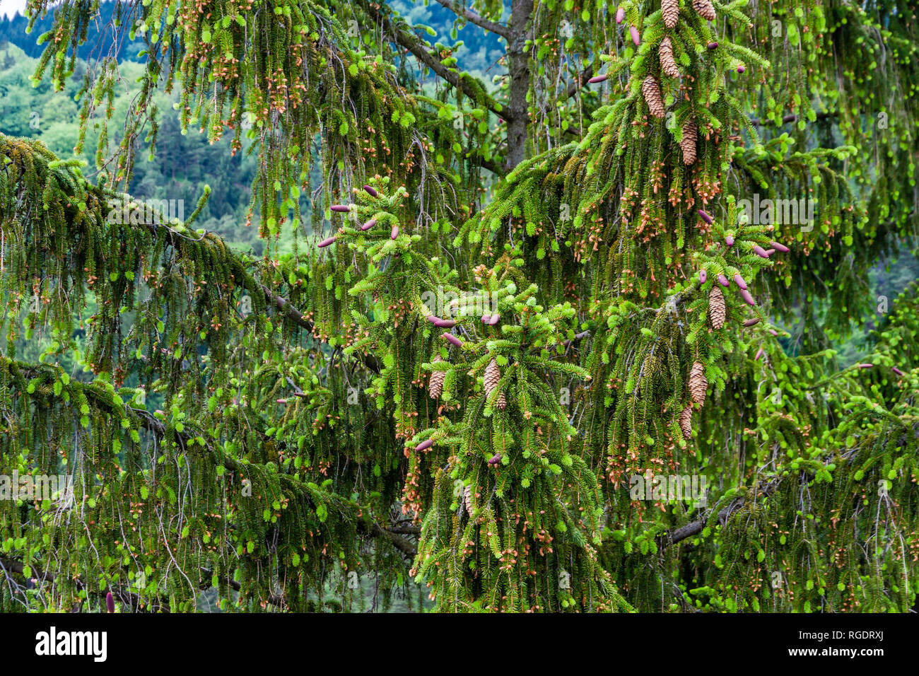 Boemia svizzera Foto Stock