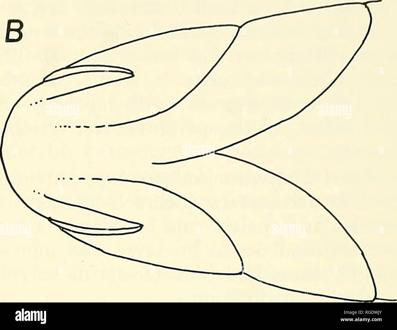 . Bollettino del museo di zoologia comparativa a Harvard College. Zoologia. La figura 3. Profilo ventrale delle ganasce. Un ampio e profondo-come in go/ax/come d/vergens; B, stretta e a forma di U-come in G. fasc/afus. A volte alta e arrotondata, ma in altri casi molto inferiore e che non si estende indietro molto al di là della pinna di base. La pinna caudale varia da ben conformata a forcella per molto arrotondati. Le pinne pelviche sono solitamente di forma arrotondata ed espansivo. Le pinne pettorali sono variabili in lunghezza e posizione e può essere piuttosto alto lateralmente con la pala della pinna verticale o a bassa lateroventrally, con la lamina di aletta più o Foto Stock