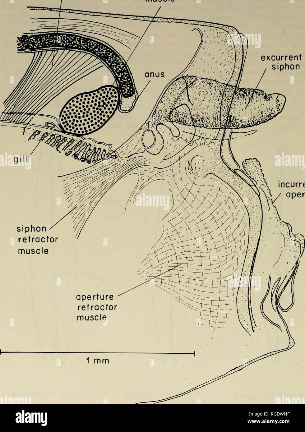 . Bollettino del museo di zoologia comparativa a Harvard College. Zoologia. 270 BitUetin museo di zoologia comparativa, Yo]. 145, n. 6 pedale avvolgitore posteriore del muscolo adduttore muscolo sifone corrente. incurrent . / Apertura Figore 6. Regione Siphonal di Silicula filatovae come visto dal lato sinistro. Si prega di notare che queste immagini vengono estratte dalla pagina sottoposta a scansione di immagini che possono essere state migliorate digitalmente per la leggibilità - Colorazione e aspetto di queste illustrazioni potrebbero non perfettamente assomigliano al lavoro originale. L'Università di Harvard. Museo di zoologia comparativa. Cambridge, Mass. : Le um Foto Stock