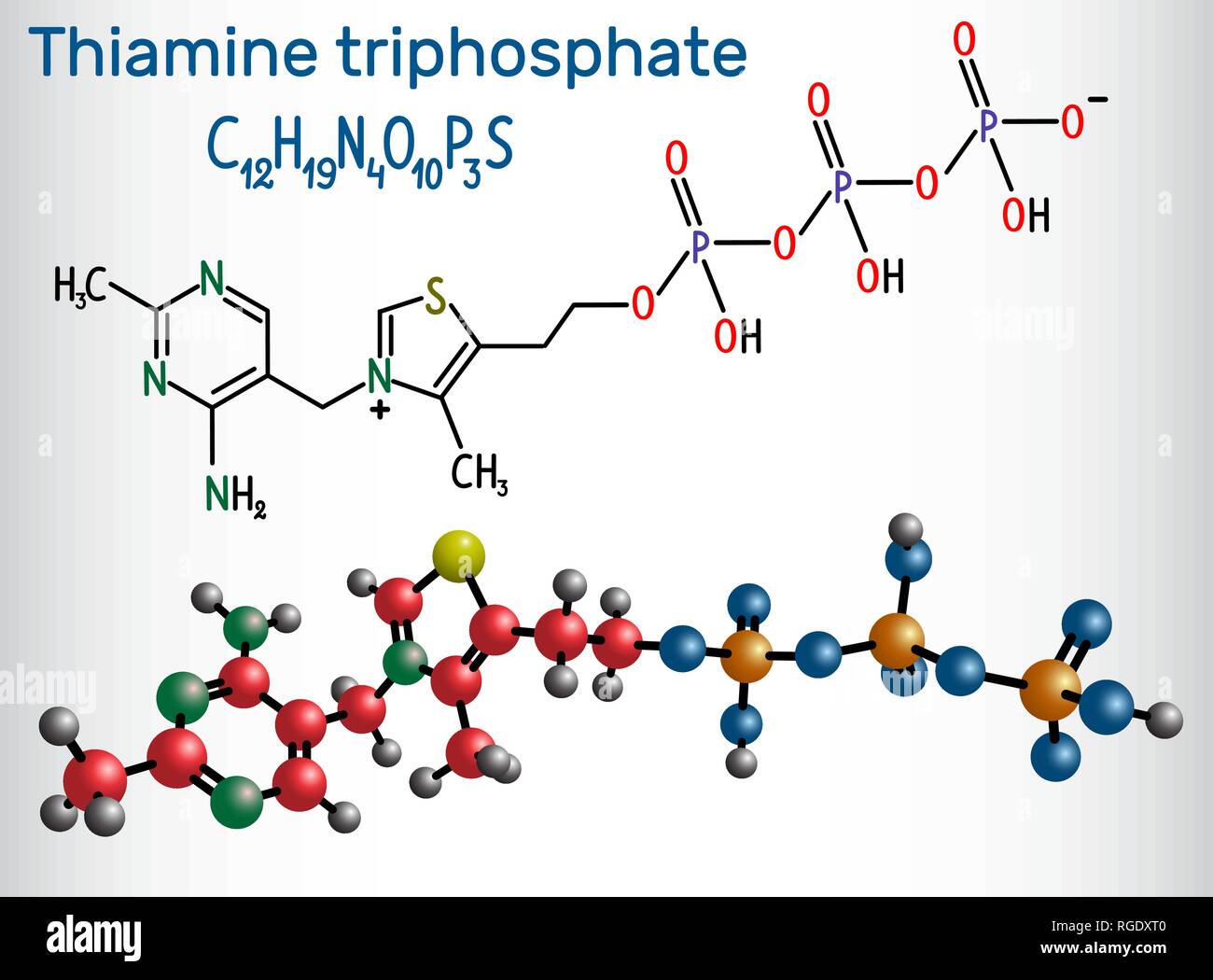 Tiamina trifosfato (THTP), è il trifosfato derivato della vitamina tiamina. Formula chimica di struttura e la molecola modello. Vector illus Illustrazione Vettoriale