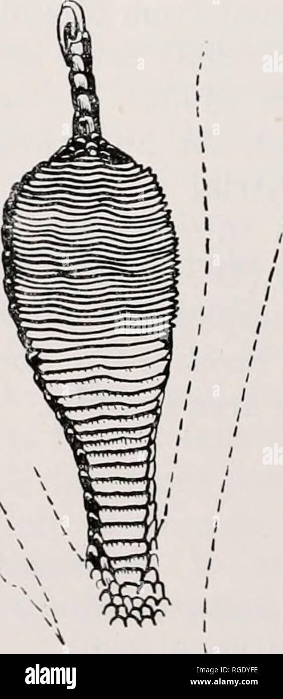 . Bollettino del museo di zoologia comparativa a Harvard College. Zoologia. f. Fig. 2. Piedi di sei specie di Anolis che mostra le lamelle sulla terza punta della zampa posteriore sinistra piedi, (a) alutaoeus, (b) angusticeps, (c) sagrei, (d), Carolinensis (e) porcatus, (f) equcstris. Non in scala. Si prega di notare che queste immagini vengono estratte dalla pagina sottoposta a scansione di immagini che possono essere state migliorate digitalmente per la leggibilità - Colorazione e aspetto di queste illustrazioni potrebbero non perfettamente assomigliano al lavoro originale. L'Università di Harvard. Museo di zoologia comparativa. Cambridge, Mass. : Il museo Foto Stock