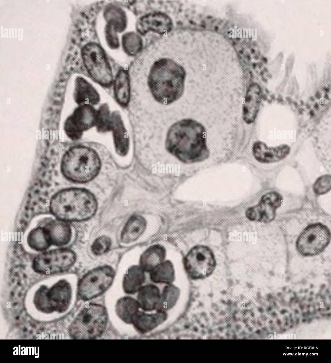 . Bollettino del museo di zoologia comparativa a Harvard College. Zoologia. BULL. MUS. COMP. ZOOL. Wislocki &AMP; Fawcett. PronghornedAntelope. Piastra 3. t. O 0 m &AMP; fc c â ¢ â bd)i &lt;. Si prega di notare che queste immagini vengono estratte dalla pagina sottoposta a scansione di immagini che possono essere state migliorate digitalmente per la leggibilità - Colorazione e aspetto di queste illustrazioni potrebbero non perfettamente assomigliano al lavoro originale. L'Università di Harvard. Museo di zoologia comparativa. Cambridge, Mass. : Il museo Foto Stock