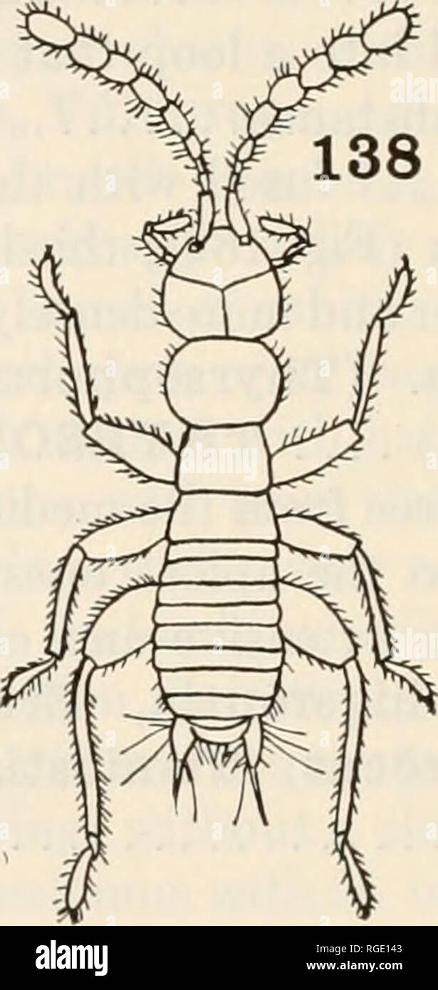 . Bollettino del museo di zoologia comparativa a Harvard College. Zoologia. 100 bollettino: museo di zoologia comparativa Die Copeognathenfauna laccati.. Zool. Jahrb., Abth. f. Sist., 23, pagg. 243-256 (1906). La squamosa-Copeognatha alato. Spolia Zeylandica, 4, pagg. 39-122 (1906). Copeognatha. In Tierwelt Mitteleuropas, 4, Lief. 2, pagg. VII 1-16 (1928). Kolbe, H. monografici di der deutschen Psociden. Jahresber. zool. Sez. Westf. Ver., 8, 1879-80, pagg. 74-142 (1880). Tillyard, R. J. Monografia di Psocoptera o Copeognatha della Nuova Zelanda. Trans. Nuova Zelanda Inst., 54, pagg. 170-196 (1923). Ordine ZORAPTERA M Foto Stock