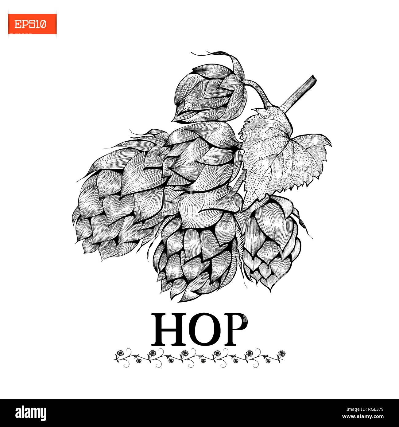 La birra hop illustrazione vettoriale in stile di incisione in bianco e nero Illustrazione Vettoriale