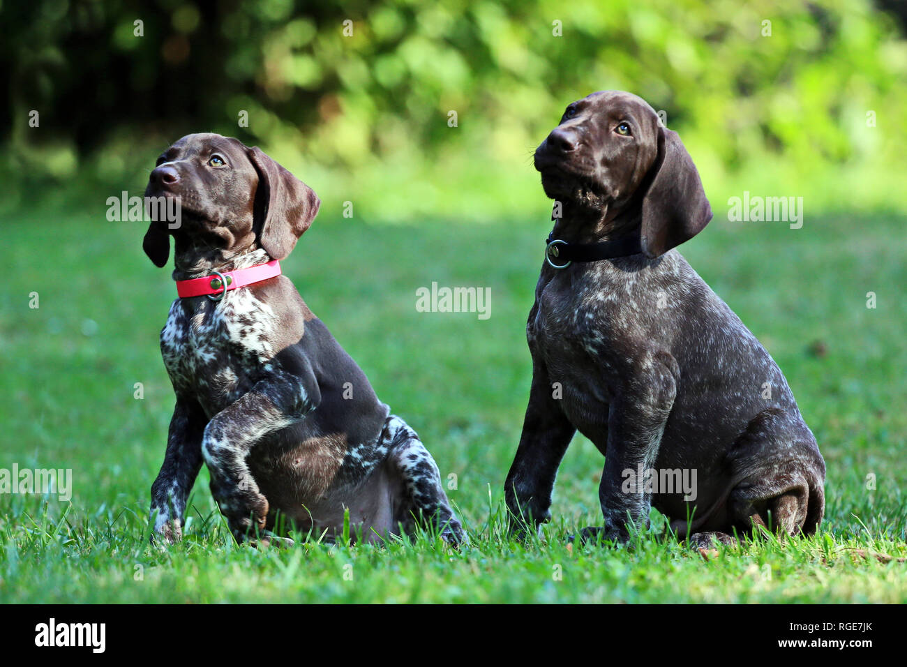 Due cane corso puppys nell'attenzione. Foto Stock