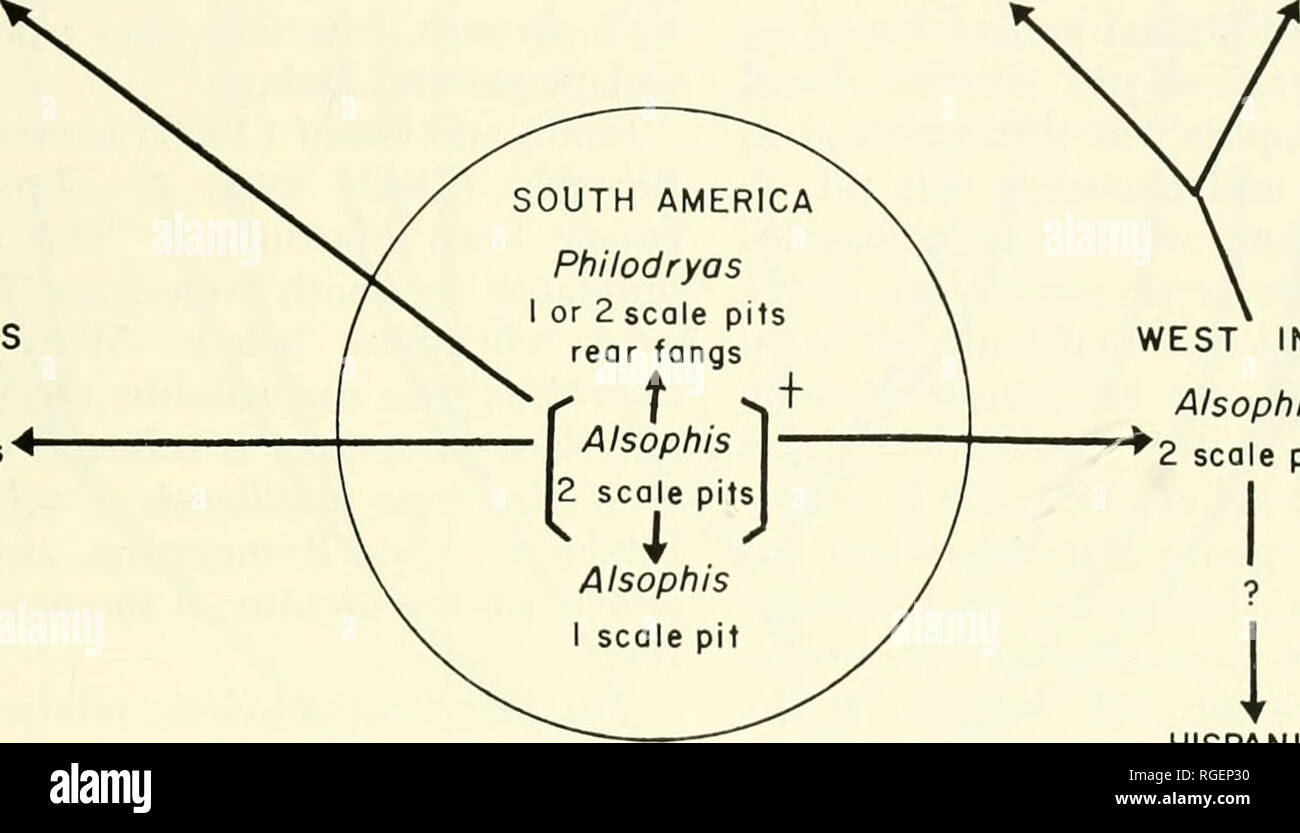 . Bollettino del museo di zoologia comparativa a Harvard College. Zoologia. West Indian Xenodontine Colubrid Snakes • maglio 23 AMERICA CENTRALE Conophis nessuna scala Box retro zanne GALAPAGOS phis anche 2 scala box"^ HISPANIOLA Hypsirhynchus Uromacer ho scala pit senza scala box pupilla ellittica specializzazioni arboree. NDIES Alsophis ^2 scala box HISPANIOLA laltris 2 scala box zanne posteriore Fig. 17. La distribuzione geografica di alcuni caratteri morfologici in genere Ahophis e in due relativi generi continentale. Il cerchio rappresenta il presunto centro di dispersione per questo gruppo. L'ho sy Foto Stock