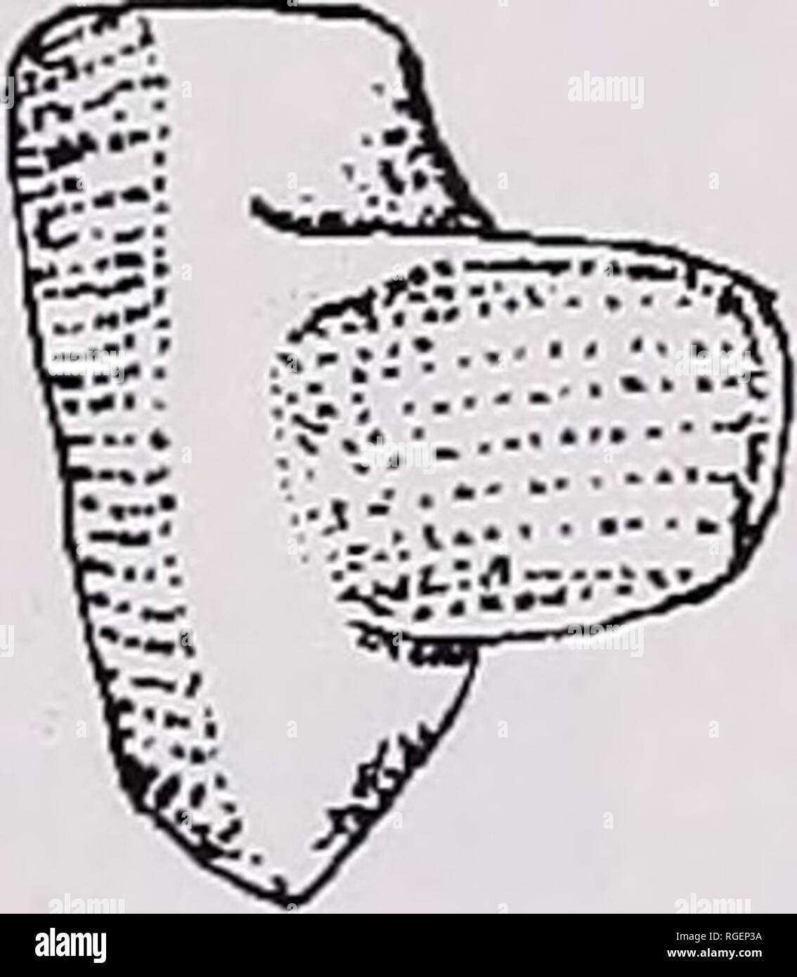 . Bollettino del museo di zoologia comparativa a Harvard College. Zoologia; Zoologia. B. Si prega di notare che queste immagini vengono estratte dalla pagina sottoposta a scansione di immagini che possono essere state migliorate digitalmente per la leggibilità - Colorazione e aspetto di queste illustrazioni potrebbero non perfettamente assomigliano al lavoro originale. L'Università di Harvard. Museo di zoologia comparativa. Cambridge, Mass. : Il museo Foto Stock