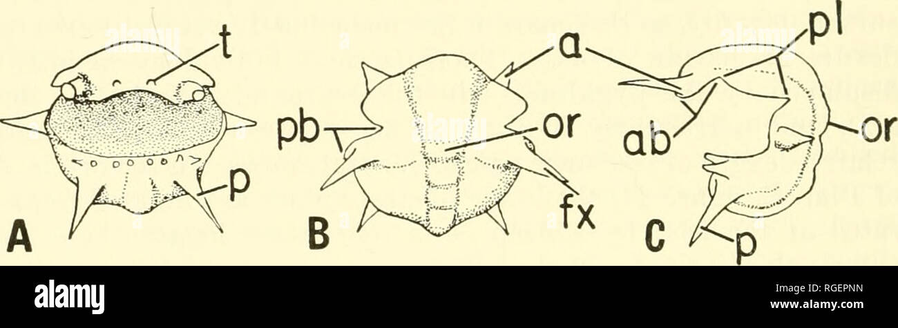 . Bollettino del museo di zoologia comparativa a Harvard College. Zoologia. 406 bollettino : museo di zoologia comparativa estremamente simile a quella dell'strettamente correlati j^ounger specie R. plaesiourus. Protaspis (PL 3, figg. 1-5; text-fig. 4) subspherical in forma, escluse le spine di lunghezza massima 0,62 mm., larghezza massima 0,81 mm., altezza massima 0,85 mm. Cephalon e protopy- gidium subequal dimensioni. Anello occipitale di larghezza (tr). Circa un terzo della larghezza totale, delimitata posteriormente da anello poco profondo solco, anteriormente da estremamente debole solco occipitale, e insieme fuori dalla regione pleurica mediante la convessità Foto Stock