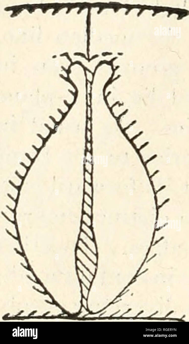 . Bollettino del museo di zoologia comparativa a Harvard College. Zoologia. 10 bollettino: museo di zoologia comparativa. Uomini rotundum (per la seconda divisione del quinto nervo) giacente nella stessa scanalatura profonda con la fessura orbitale (Fig. 1, 3 e 4). Ciò che sembra essere l'apertura del canale lacrimale si trova appena al di sotto e davanti il forame ottico, dove il profilo di un piccolo osso lacrimale può essere vagamente tracciata, incuneato tra il processo di crescente del palatino e la base delle porzioni orbitale del frontale e mascellare. Il forame antorbital perfora quest'ultimo solo esterno Foto Stock