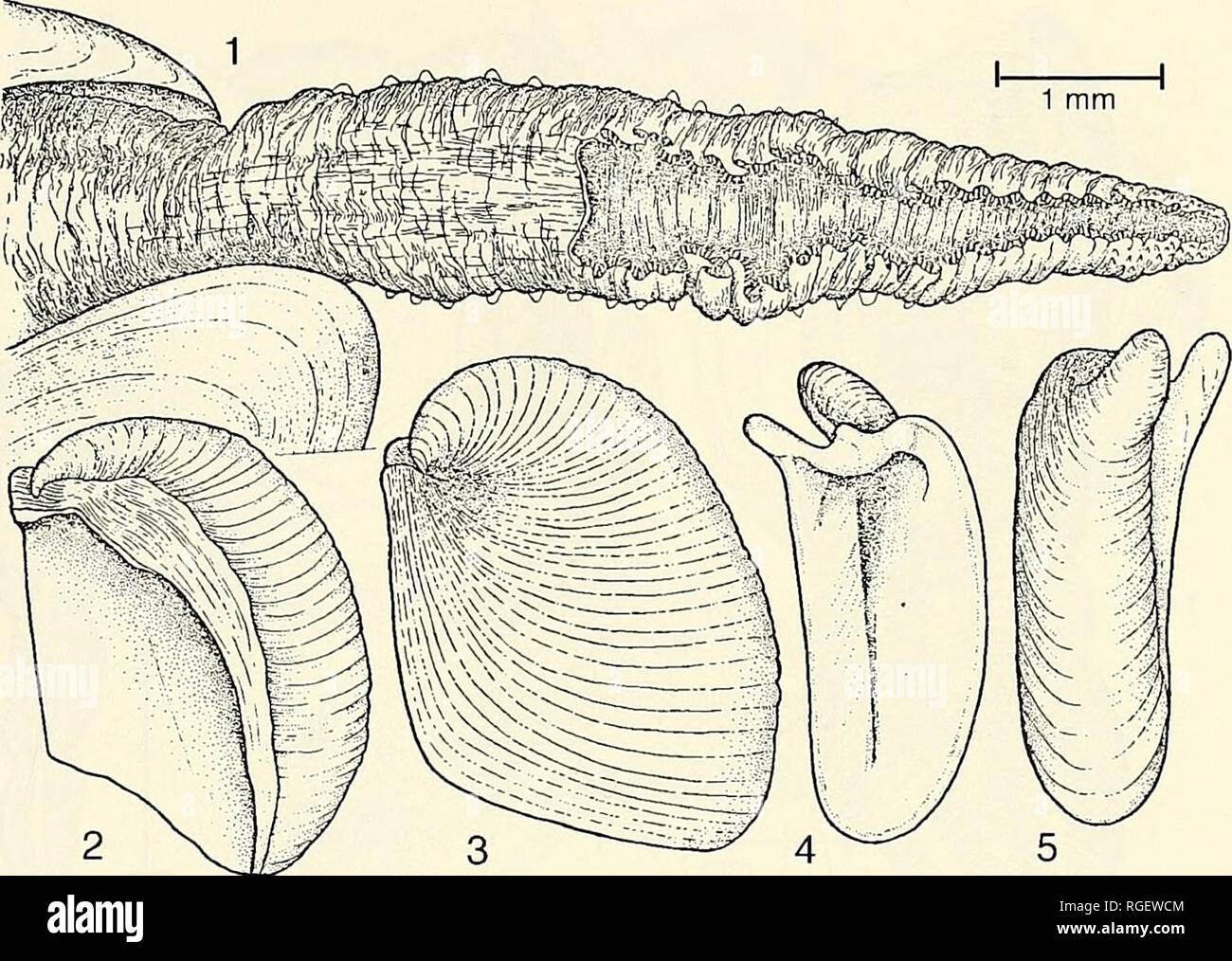 . Bollettino del museo di zoologia comparativa a Harvard College. Zoologia. XylophAGAINAE • Turner 297. 2 X i/^ 3 ^ ^ 4 ^-" 5 piastra 28. Xylophaga mexicana dallâ da "replica reef", Baia di Santa Monica, California. La figura 1. Allargamento dei sifoni per mostrare il troncamento del sifone excurrent, finemente orlate falde, granuli em- assestati lungo il lato del sifone, e l'estremità papillose del sifone incurrent. Le figure 2, 3. E ventrale vista dorsale di mesoplax. Le figure 4, 5. Interno ed esterno viste laterali di mesoplax che mostra la flangia che si inserisce in basso tra il umbos.. Pl Foto Stock