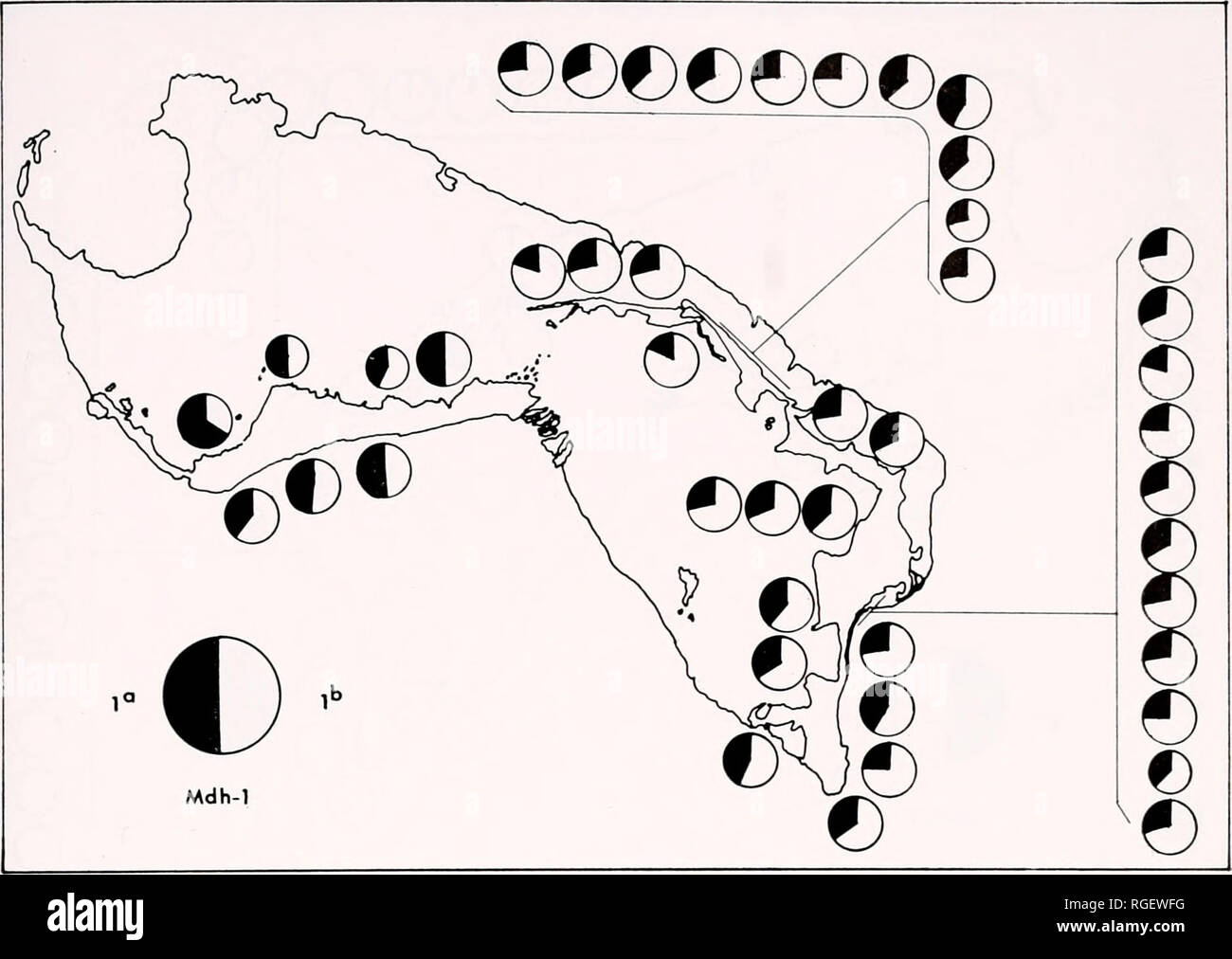 . Bollettino del museo di zoologia comparativa a Harvard College. Zoologia. Storia naturale Cerion VIII: una revisione • Gould e linguetta a disco 401. La figura 11. La figura 3. Variazione geografica in malato deidrogenasi-1. Località del campione i numeri possono essere ravvisati da aprire con strutture di popolazione, essa ha una ricca dotazione di variabihty genetica. La proporzione di loci che sono polimorfici per una popolazione (P) era compreso nella gamma del 20-30 per cento (20-36 per cento se la variabile ma uninterpretable Est-3 e igp loci sono in- compreso). Media di eterozigosi per indi- vidual (H) era nel campo di 5-12 cen Foto Stock