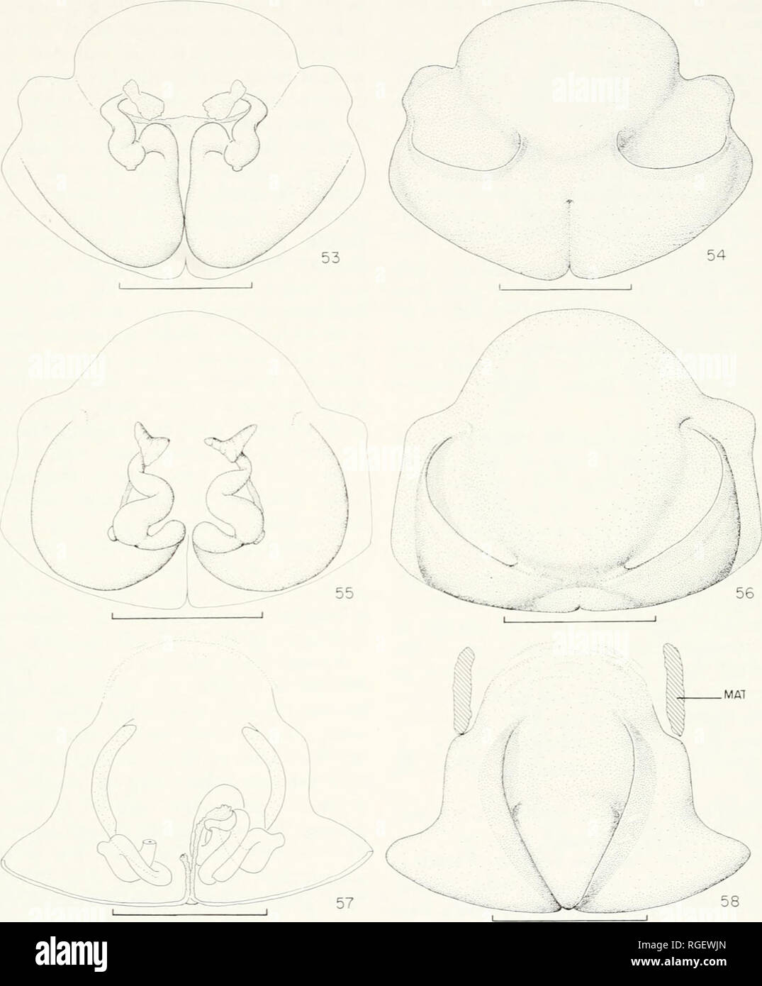 . Bollettino del museo di zoologia comparativa a Harvard College. Zoologia. Dolomedes Neakctic ragni • Carico 463. Le figure 53-58. Epigyna. Figg. 53-54, Dolomedes fenebrosus Hentz. 53, vista dorsale. 54, vista ventrale. Figg. 55-56, D. oke- finokensis vescovo. 55, vista dorsale. 56, vista ventrale. Figg. 57-58, D. albineus Hentz. 57, vista dorsale. 58, vista ventrale. (Figg. 55-58 adattato da carico e Holt, 1964.) Bilancia. 1.0 mm. 1944, Boll. Univ. Utah, 35(9): 135, ?-Roewer, 1954, Katalog der Araneae, 2(a): 134.-cofano, 1956, Bibliographia Araneorum, 2: 1525-1526. -Carico e Holt, 1964, Virginia Agr. Foto Stock