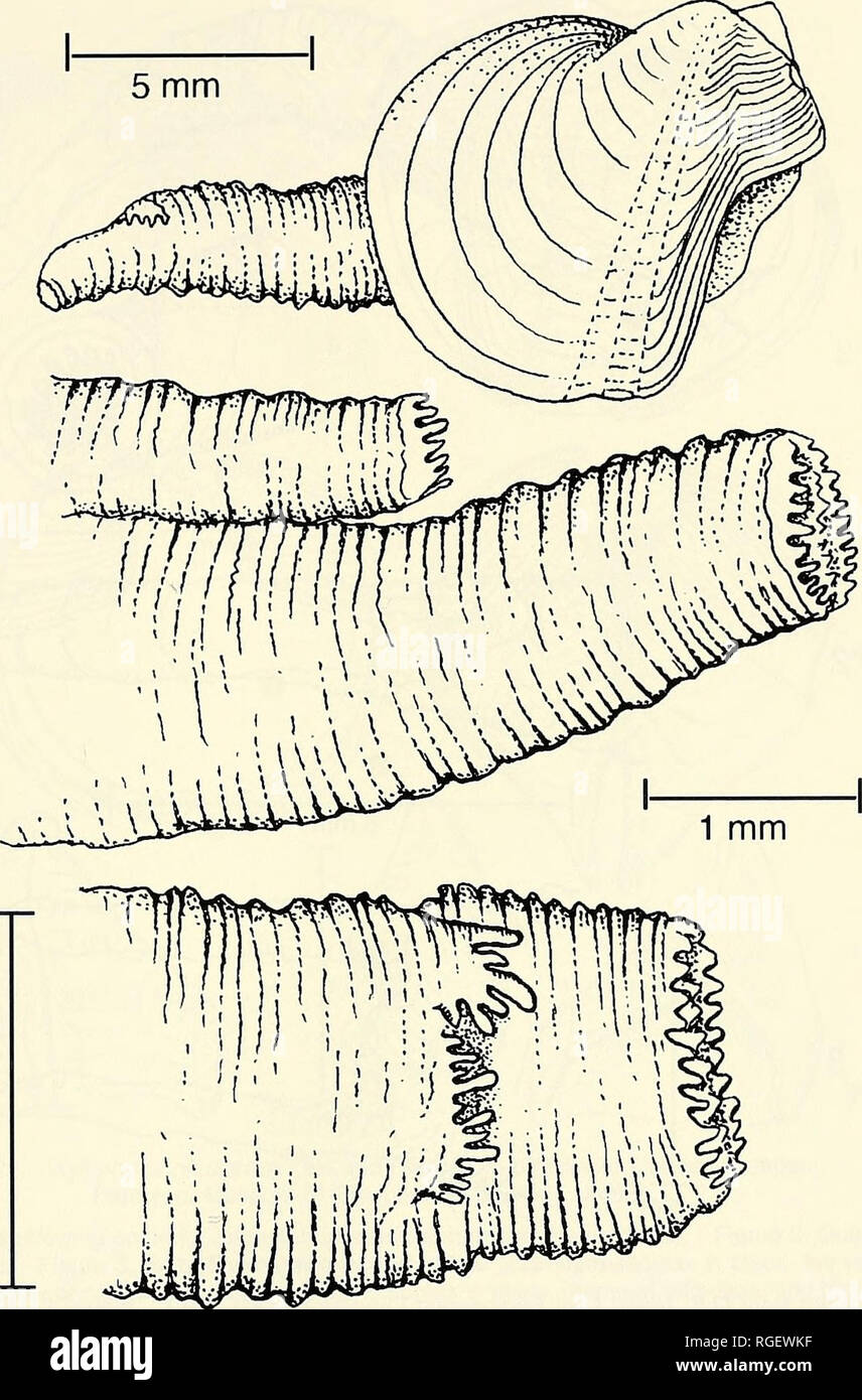 . Bollettino del museo di zoologia comparativa a Harvard College. Zoologia. Xylophagainae • Turner 289. Piastra da 1 mm 20. Xylophaga atlantica Richards da circa 15 miglia fuori Ipswich, nel Massachusetts, 73 m. La figura 1. Intero campione con sifoni esteso, che mostra la relativa lunghezza. La figura 2. Allargamento dell'estremità posteriore dei sifoni, vista laterale. La figura 3. Allargamento dell'estremità posteriore di sifoni vista dorsale che mostra i numerosi piccoli cirri che circonda il incurrent siphonal apertura e le più grandi e meno numerosi cirri del sifone excurrent.. Si prega di notare che queste immagini sono estratto Foto Stock