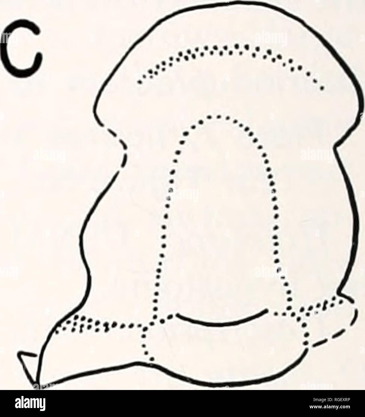 . Bollettino del museo di zoologia comparativa a Harvard College. Zoologia. E E O. Figura 6. Cranidia più piccolo nelle dimensioni serie che mostra alcune spine appaiate. A) Oper/su inslita n. sp. (Originale di PI. 6, figg. 18, 19, 24). B) Olarion plautum n. sp. (Originale di PI. 7, figg. 19, 24, 25). C) Proefus plufeus n. sp., USNM 154491, sligfitly tfian minore originale della piastra 1, figg. 23, 24, 30, 31. Otarionid Hypostome piastra 7, figure 10, 16, 20-22, 26, 27. Descrizione. Il piccolo numero di speci- mens mostra una varietà di fomi-alcuni rela- creditore è a conoscenza dei costi lungo (PI. 7, figg. 10, 16), altri re- mulativa più ampia (PL 7 Foto Stock