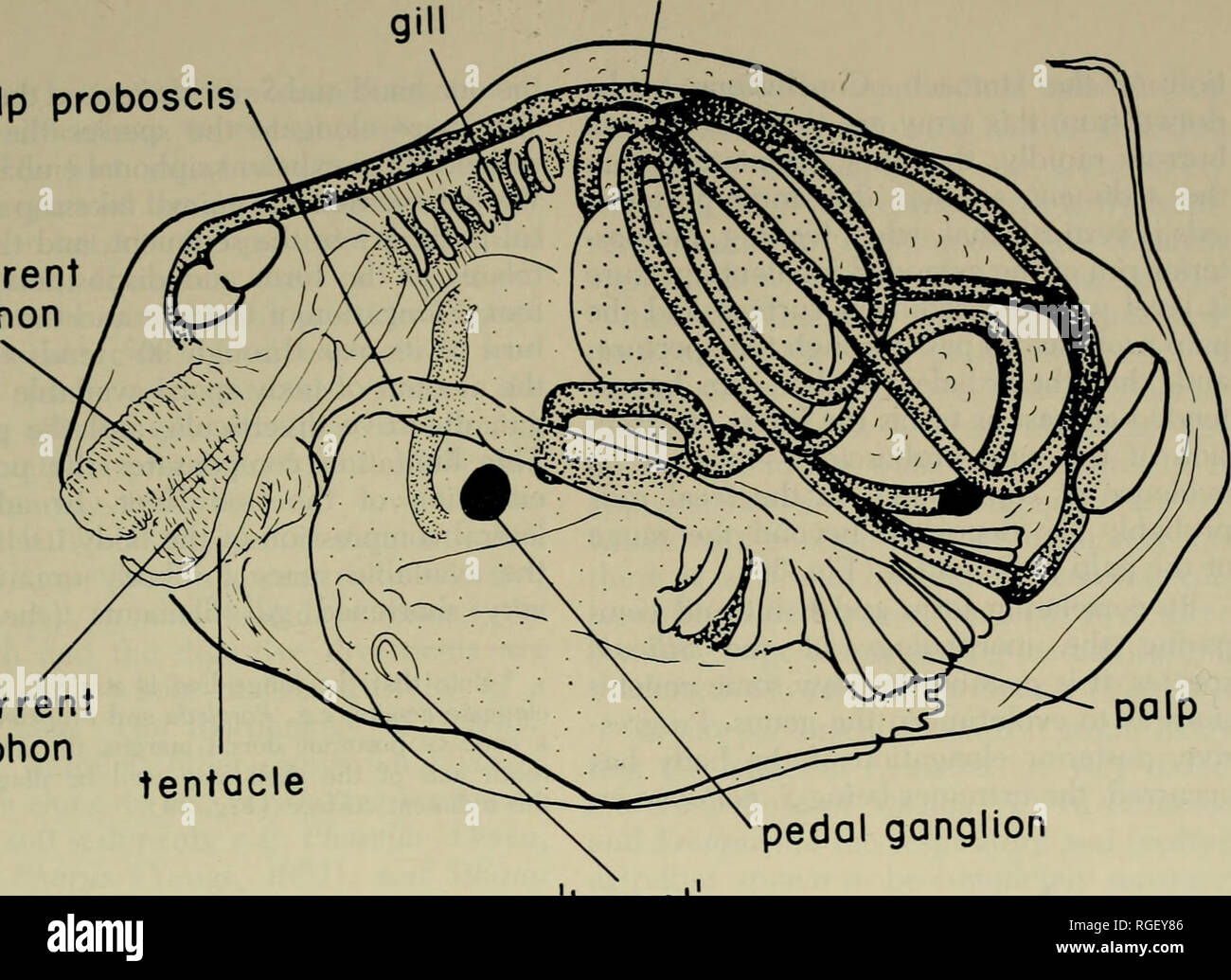 . Bollettino del museo di zoologia comparativa a Harvard College. Zoologia. hind gut palp proboscide excurrent sifone. incurrent sifone tentacolo ganglio del pedale 1 mm byssol premistoppa. Si prega di notare che queste immagini vengono estratte dalla pagina sottoposta a scansione di immagini che possono essere state migliorate digitalmente per la leggibilità - Colorazione e aspetto di queste illustrazioni potrebbero non perfettamente assomigliano al lavoro originale. L'Università di Harvard. Museo di zoologia comparativa. Cambridge, Mass. : Il museo Foto Stock