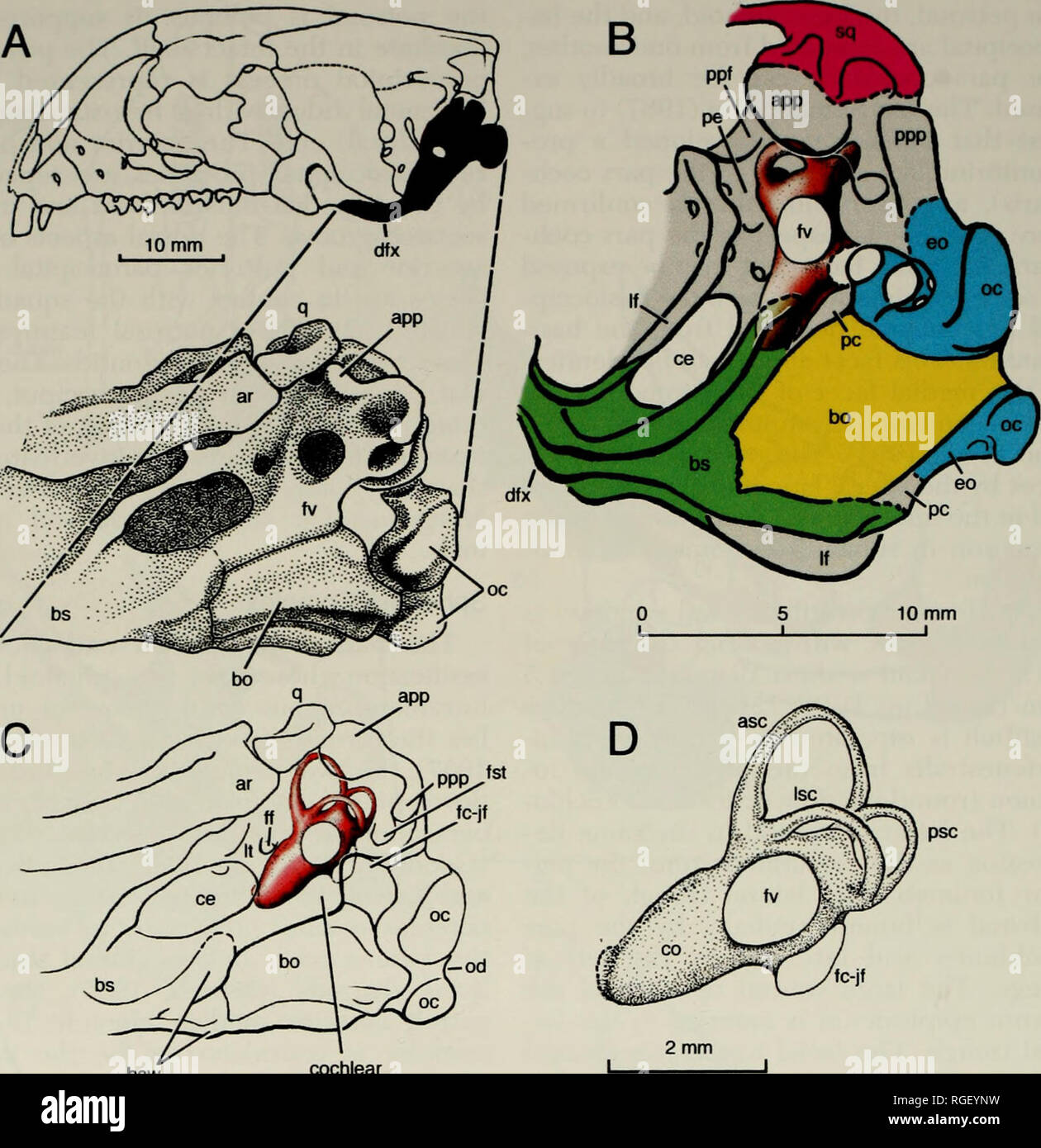 . Bollettino del museo di zoologia comparativa a Harvard College. Zoologia. 86 Bollettino museo di zoologia comparativa, Vol. 156, n. 1. bsw alloggiamento cocleare di figura 2. Basicranium e orecchio interno di Yunnanodon (Tritylodontidae, Cynodontia). (A) Basicranium (caratteristiche dettagliate in vista ventrolateral, con cranio inclinato, basato su IVPP 7219) e la sua posizione nel cranio (Contorno cranio in vista laterale con zygoma rimosso). La linea tratteggiata nel disegno da imbianchino rappresenta il limite posteriore della parte intatta della baslsphenoid ala che è più probabilmente incompleta nella illustrata il cranio. Come Foto Stock