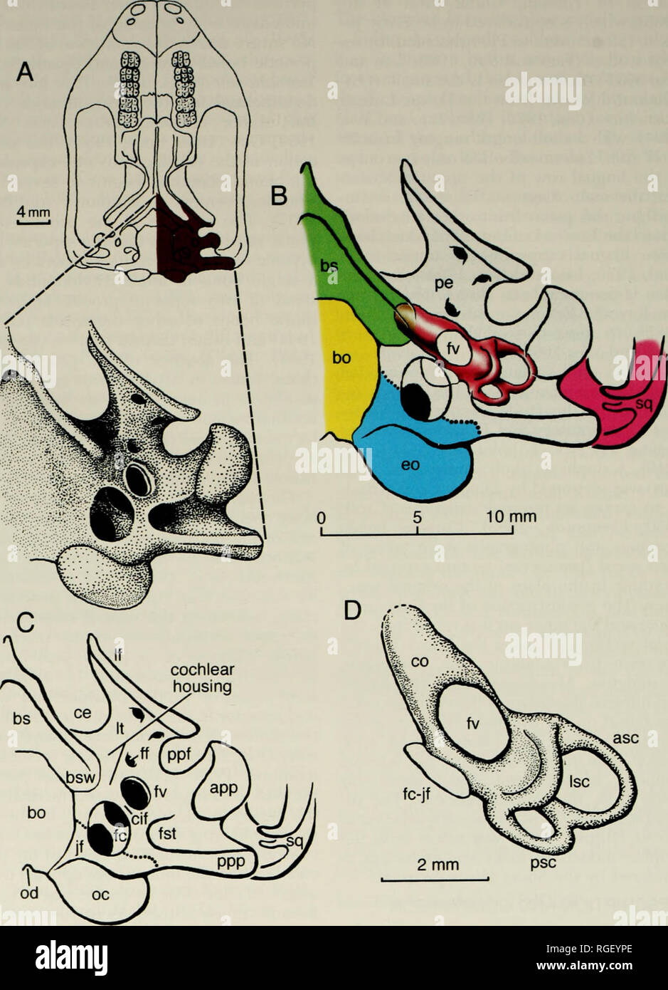. Bollettino del museo di zoologia comparativa a Harvard College. Zoologia. 84 Bollettino museo di zoologia comparativa, Vol. 156, n. 1. La figura 1. Basicranium e orecchio interno di Yunnanodon (Tritylodontidae, Cynodontia) in viste ventrale. (A) Basicranium e la sua posizione in sl&lt;ull (vista ventrale di basicranium; il squamosal non è illustrata nel disegno da imbianchino; modificato da Luo [1994]; Contorno cranio modificato da cui [1976] e i Luo e Wu [1994]). (B) la posizione approssimata dell'orecchio interno (viola) al sur-. Si prega di notare che queste immagini vengono estratte dalla pagina sottoposta a scansione le immagini che potrebbero h Foto Stock