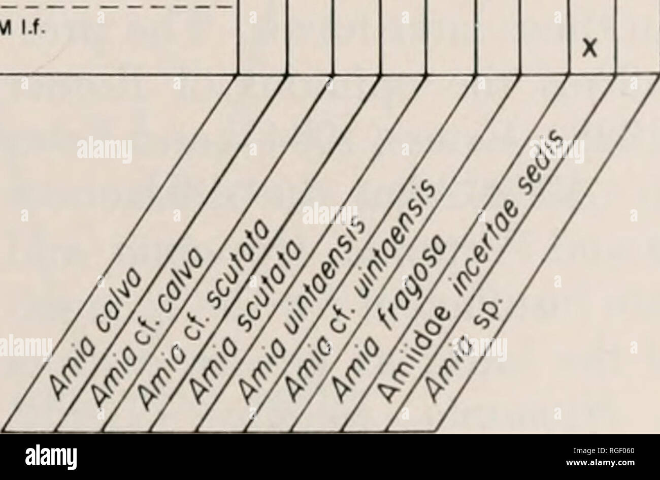 . Bollettino del museo di zoologia comparativa a Harvard College. Zoologia. Fossil Amiids • Boreske 77 PLEISTOCENE PLIOCENE POST-BLANCAN BLANCAN- HEMPHILLIAN CLARENOONIAN LAGO FOSSILE BEOS (lOAHO FM.) WAKEENEY. (OGALLALA FM.) inferiore VALENTINE FM. BARSTOVIAN MIOCENE HEMINGFORDIAN ARIKAREEAN EUBANKS L.F. (PAWNEE CREEK FM.) TARTARUGA BUTTE FM. WHITNEYAN OLIGOCENE CHAORONIAN ORELLAN CARTA RUBINO SHALE (PASSAMARl FM.) concedere cavallo PRAIRIE SHALE FLORISSANT FM. ORELLA STATI (BRULE FM.) CHADRON FM. CYPRESS HILLS FM. OUCHESNEAN EOCENE UINTAN BRIDGERIAN WASATCHIAN CLARNO FM. HORSEFLY FIUME LETTI UINTA FM. W Foto Stock