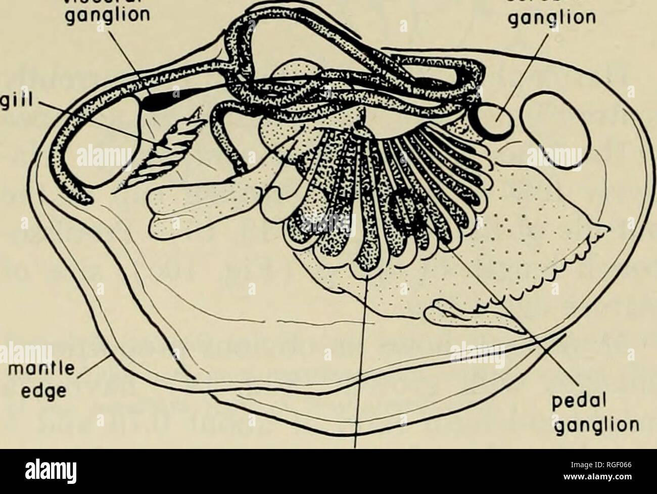 . Bollettino del museo di zoologia comparativa a Harvard College. Zoologia. La figura 10. Microgloma yongei (Sanders e Allen). Caratteri della shell, un) vista laterale del lato destro; b) ventrale e c) vista dorsale del guscio, mostrando la prodissoconch; d e e) viste interne delle valvole di sinistra che mostra variazioni singole in forma. mm; la forma dell'istogramma (Fig. 21) indica che le taglie più grandi sono stati ade- ganglio viscerale mo bordo ganglio cerebrale. pedale palp ganglio figura 11. Laterale destro, semidiagrammatic vista del corpo e mantello di organi di Microgloma yongei. qiiately campionate ma che in Foto Stock