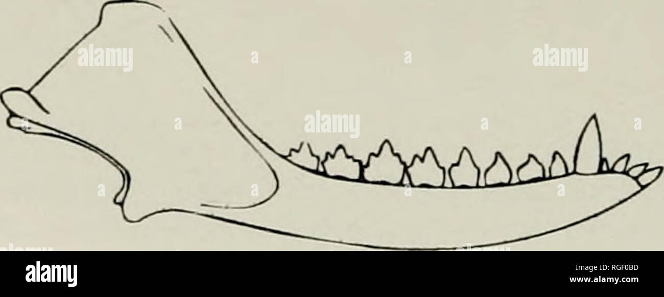 . Bollettino del museo di zoologia comparativa a Harvard College. Zoologia. 1 cm di figura 3. Mitredon cromptoni e contemporanea mammiferi groenlandese. (A) ricostruzione schematica della sinistra la ganascia inferiore di Mitredon cromptoni, MGUH VP 3392. I collimatori mobili inferiori del tardo Triassico mammiferi (B) Haramiyavia (ridisegnata da Jenkins et al. [1997]) e (C) Morganucodon (ridisegnata da Hopson [1994], in Bonaparte e Crompton [1994]). Abbreviazioni: Pc, post- dente canino; io.gr, interno dentary scanalatura; f.me, forame mentale; m.ca, mandibolari canal. Descrizione la ganascia inferiore il campione è un parziale dentary sinistra, slig Foto Stock