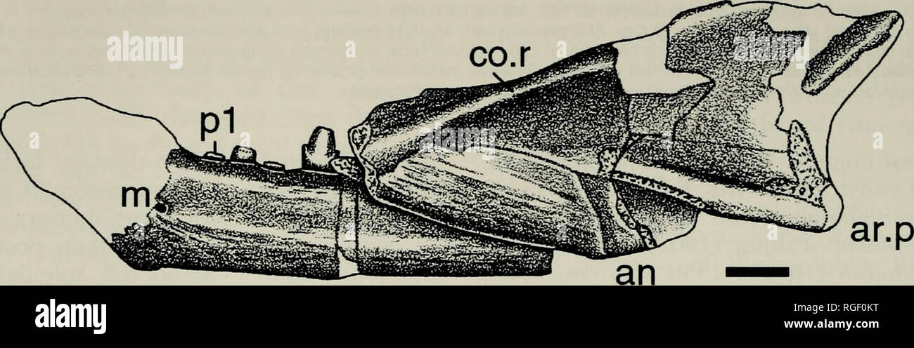 . Bollettino del museo di zoologia comparativa a Harvard College. Zoologia. La figura 2. Microconodon tenuirostris, ROM 44300, sinistra dentary in lingue (top) e buccale (fondo) opinioni. Le aree non ombreggiate rappresentano le impronte della matrice che sono state riempite con resina epossidica colorata resina durante la fase di preparazione. Abbreviazioni come in figura 1. Barra di scala = 2 mm. Centinaia di strada), nei pressi di Midlothian, Ches- terfield County, Virginia. Latitudine 77°40'17"N, longitudine 37°27'50"W, sale- boro 7,5 minuto del quadrangolo. Età: tardo Triassico (fine Carniche secondo Lucas [1998]). La diagnosi. Tipo e solo specie conosciute o Foto Stock