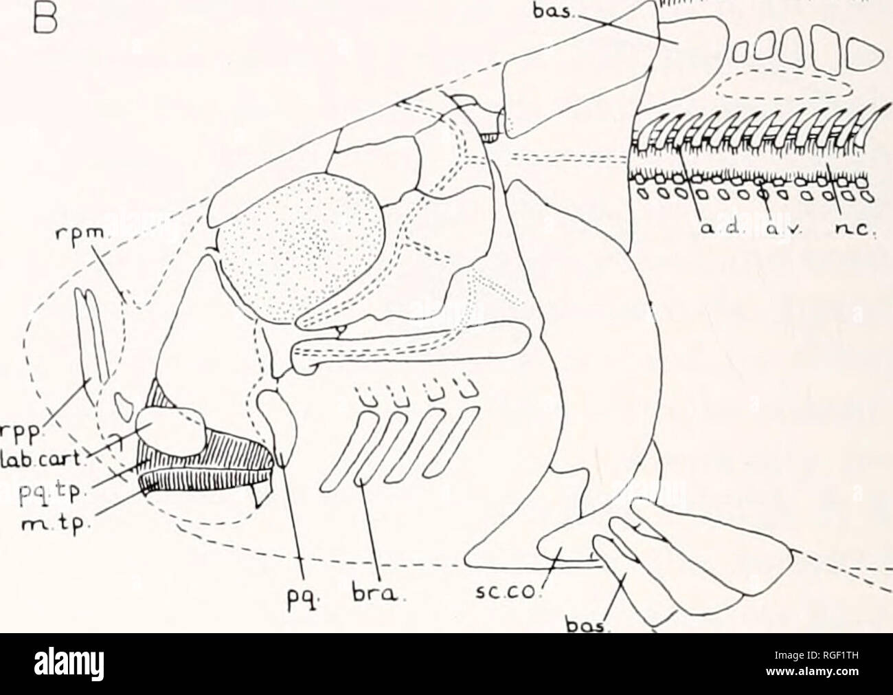 . Bollettino del museo di zoologia comparativa a Harvard College. Zoologia. 0,i!iimi^'nm§. Fig. 6. La ricostruzione della testa e della spalla corpino di due ptyctodonts; vista laterale. Un, Rhamphodopsis trispinofus Watson; B, Ctenurella glodbochens/s 0rvig. o.d., Dorsale arcualio; un.v., arcualia ventrale; ha.,; basale bro., arco brachiale; c.hy., ceratohyal; d.sp., spina dorsale; ep.hy., epihyal; lab.carrello , cartilagine labiale; Mc., Meckel s cartilagine; m.tp., nnandib- ular toothplate; n.c, notochord; ph.hy., pharyngohyal; pq., palatoquadrate; pq./p., toothplate superiore; GIRI/MIN., mediale processo rostrale; RPP., Foto Stock