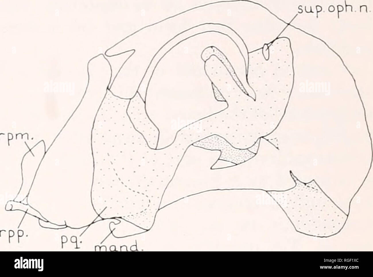 . Bollettino del museo di zoologia comparativa a Harvard College. Zoologia. Morfologia e rapporti di Holocephali • Stahl 171 le loro opinioni per quanto riguarda la sua natura sono divisi. DeBeer e Moy-Thomas (1935) vedere come una struttura allungata che si estende posteriormente al giunto mandibolare b' un otica processo che fusibili al cranio contro la capsula auricolare. Holmgren (1942b) riconosce la lamina cartilaginea tra la ganascia-congiunta e la zona delle orecchie ma non è così sicuro che è veramente una parte del palatoquadrate. Esso può essere, egli si sente una cartilagine separato nell'embrione precoce. Se si, allora il Holocepha Foto Stock