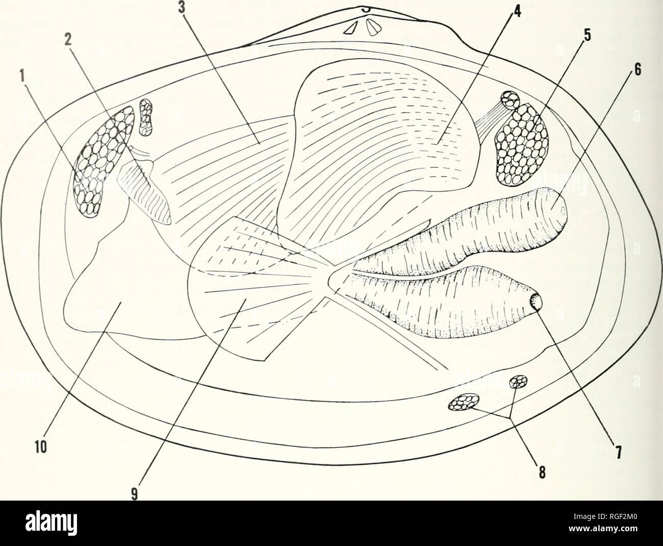 . Bollettino del museo di zoologia comparativa a Harvard College. Zoologia. 154 Bollettino museo di zoologia comparativa, Vol. 138, n. 4. Piastra 21. Illustrazione schematica dell'anatomia di Heterodonax ludwigii (Krauss): 1, anteriore del muscolo adduttore; 2, palp labiale; 3, demibranch interna; 4, demibranch esterna; 5, posteriore del muscolo adduttore; 6, excurrenf sifone; 7, incurrent sifone; 8, cruciforme muscolo; 9, siphonal arrotolatore muscoli; 10, piede. specie concordano nel dettaglio con la diagnosi del genere Heterodonax Morch 1853 (specie-tipo, da monotypy, Tellina hi- maculata Linnaeus 1758) come dato da D Foto Stock