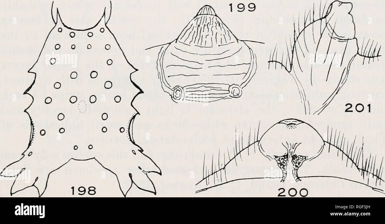 . Bollettino del museo di zoologia comparativa a Harvard College. Zoologia. CHICKERING : MICRATIIENA IN AMERICA CENTRALE 465 M. triserrata Koewer, 1942 .1/. triserrata cofano, 1957 esemplari della collezione Pickard-Cambridge da Guate- mala e Costa Rica sono state studiate e un lectotype selezionato. I seguenti fatti sono presi dalla lectotype nel British Museum di Storia Naturale) : lunghezza totale da AME a pos- terior fine triserrated forcella addominale 8.13 mm. Carapace con una ben definita fovea centrale dietro al quale vi è una marcata gib- bosity ; vi sono anche tre coppie di dorsolater Foto Stock