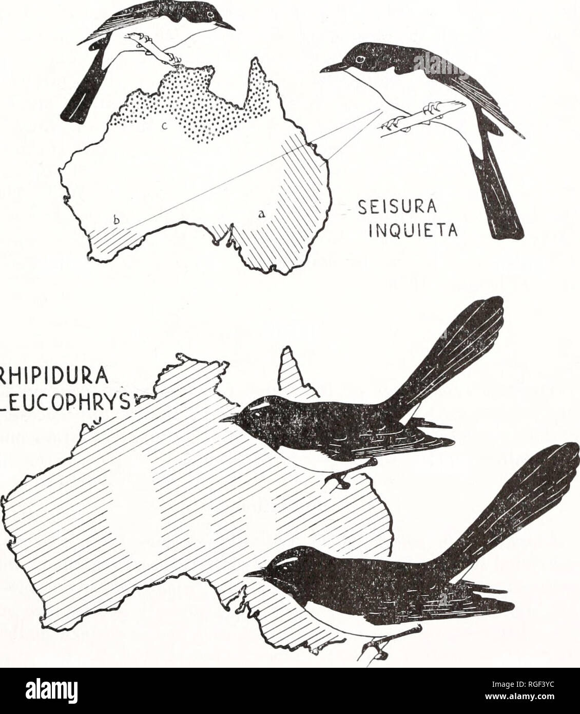 . Bollettino del museo di zoologia comparativa a Harvard College. Zoologia. KEAST: BIRD SPECIAZIONE IN AUSTRALIA 355 clinally variabili (Pachycephala nifiventris e Monarcha mel- anopsis). Le dimensioni e il colore dines sono sviluppati nella maggior parte dei sedentari flycatchers australiani che hanno da un lato un esteso. RHIPIDURA LEUCOPHRYS Fig. 15. L'influenza di isolamento sul sud-nord clines di dimensioni decrescenti. Bergmann la regola ha una vasta applicazione in uccelli Australiani. In continuamente variabile Rhipidura leucophrys meridionale e popolazioni più settentrionale differiscono nelle dimensioni da 11 per cento. In Seisura ho Foto Stock