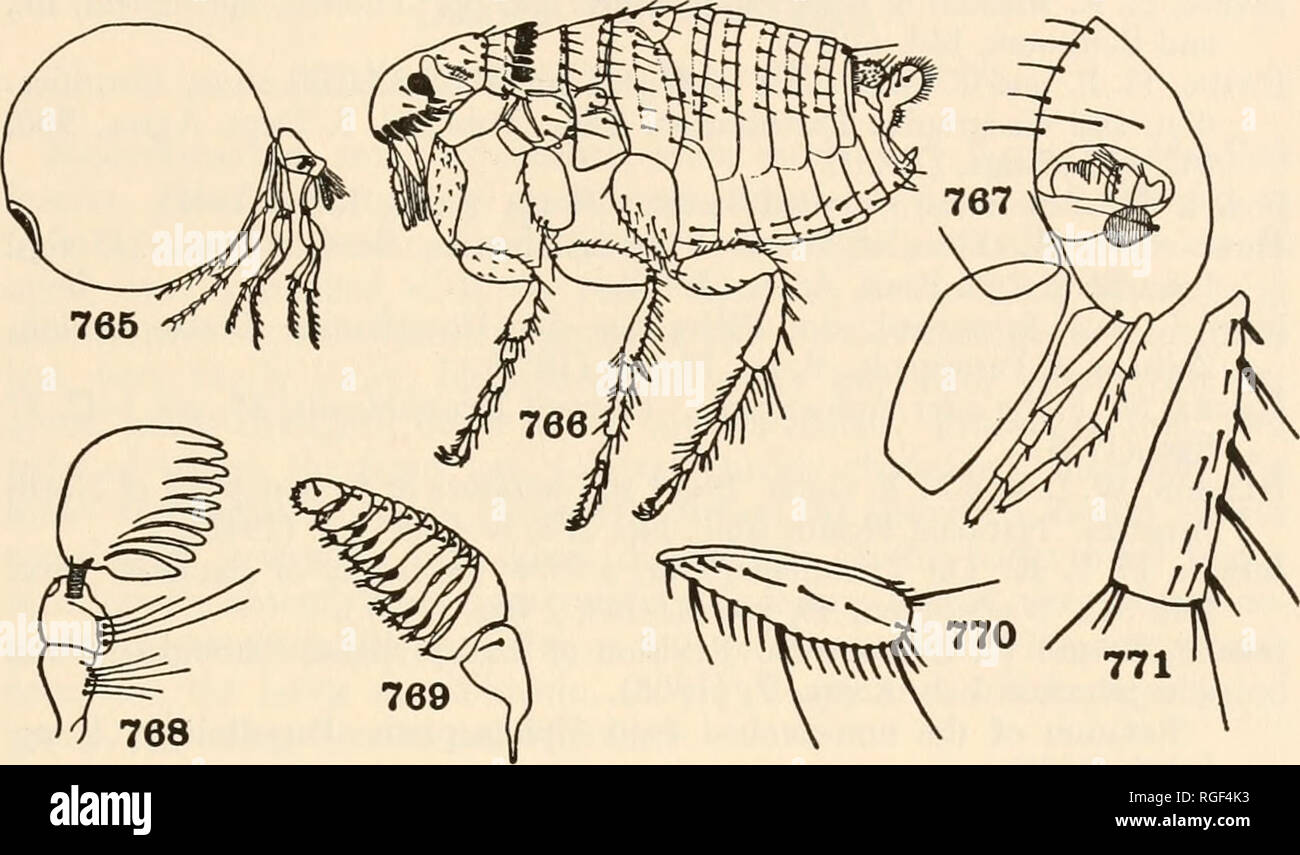 . Bollettino del museo di zoologia comparativa a Harvard College. Zoologia. Classificazione di insetti femmina 541 enormemente gonfi, globose (Fig. 765). (Tunga ( = Sar- copsylla, Dermatophilus) (T. penetrans, Chigoe o Jigger flea) tropicopol.; Echidnophaga (E. gallinacea, Sticktight o Hen flea) tropicopol.). (SARCOPStLUD/E, ECHIDNOPHAGlDAi, DERMA TOPHI COPERCHIO Ai, RHYNCHOPRI6NIDA1. TUNGIDjE. Figg. 765-771. Siphonaptera 765. Tunga, femmina matura (maggiordomo) Tungidse. 766. Ctenocephalides (Patton e Cragg) Pulicidae. 767. Xenopsylla, vista laterale di testa (Fox) Pulicidx. 768. Ctenocephalides, antenna ( Foto Stock