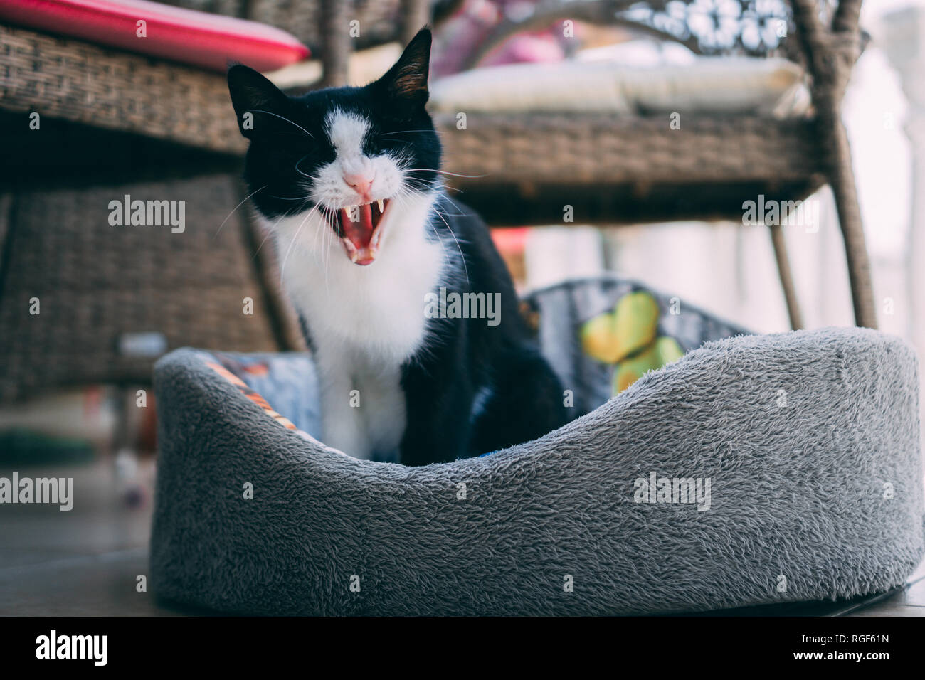 Sbadigliare in bianco e nero cat. Immagine di un gatto seduto nel letto. Foto Stock