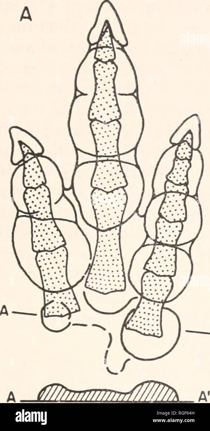 . Bollettino del museo di zoologia comparativa a Harvard College. Zoologia. Rettile Triassico impronte 463 in MCZ 135 in cui il primo tampone phalanoeal della cifra II impressionato per una profondità di 11 mm. Questo fatto e la raccolta osteologica differenze elencate nella tabella 2 preclude l'assegnazione della specie di Gigandi- pus. Variazione individuale è evidente anche in questo piccolo campione. MCZ 135 in particolare differisce dagli altri nella sua relativamente breve cifra IV, le sue grandi dimensioni (103 mm. lunga vs. 93 mm. a. Si prega di notare che queste immagini vengono estratte dalla pagina sottoposta a scansione di immagini che possono essere state migliorate digitalmente Foto Stock