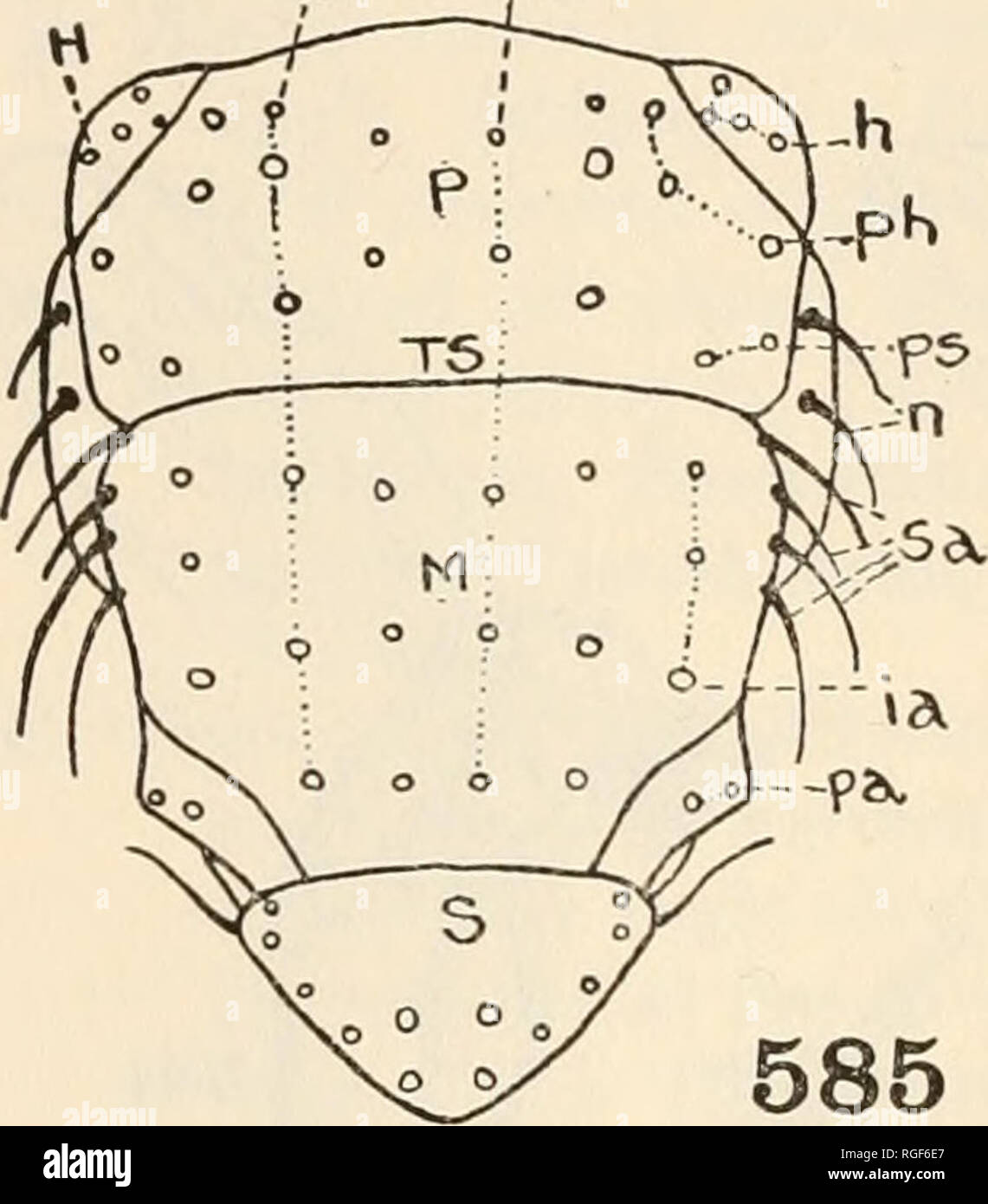 Bollettino del museo di zoologia comparativa a Harvard College. Zoologia.  352 bollettino: museo di zoologia comparativa setole di solito sia  presente; il torace con un completo trans- versetto prima sutura ali (