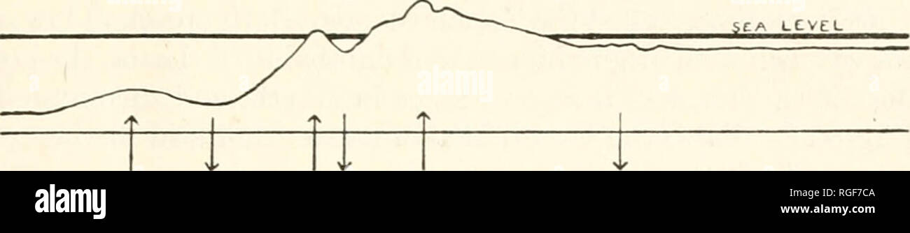 . Bollettino del museo di zoologia comparativa a Harvard College. Zoologia. RIPLEY: BIRD FAUNA di Sumatra occidentale isole 313 6. Terreno terziario, ripiegata verso la fine del terziario e del Pleistocene superiore ora praticamente stabile, terzo geosyncline. 7. Stabile di Sunda terra compresa la Sunda ripiano." wsw. /&Gt;/ ^^ ^ *£UN LCVEL ENE. 1. 2. 3.4. 5. &Lt;o. 7. Fig. 2. Rappresentazione schematica del tardo terziario, nel Pleistocene, e post- Pleistocene movimenti della crosta nella sezione occidentale del malese area geosynclinal. (Dopo Molengraaff) i numeri si riferiscono a quelli elencati sopra. Il gruppo settentrionale di Isla Foto Stock