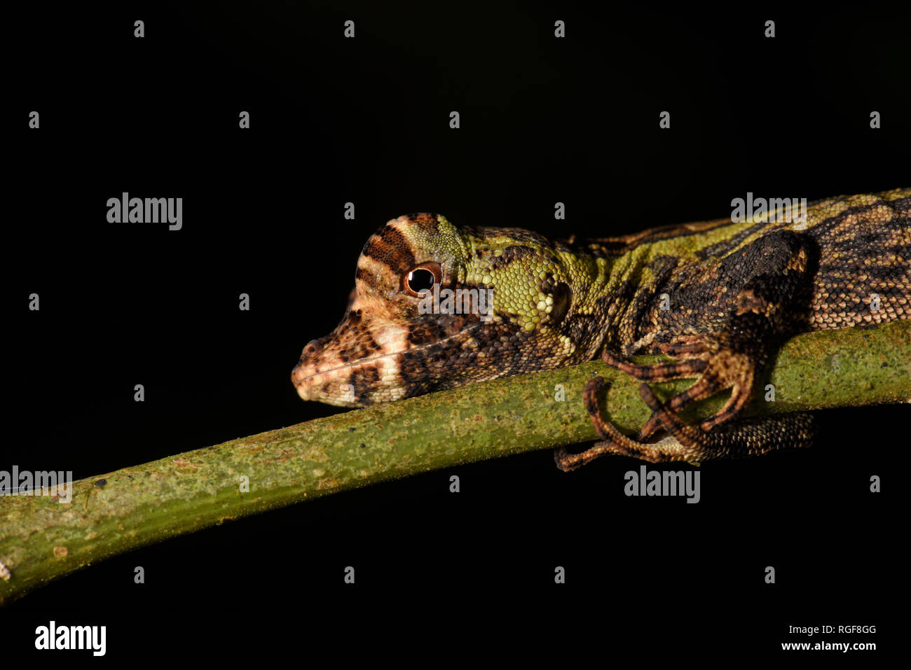 Pug-naso (Anole Norops capito) aggrappandosi al gambo di pianta, close-up di testa, Turrialba, Costa Rica, Ottobre Foto Stock