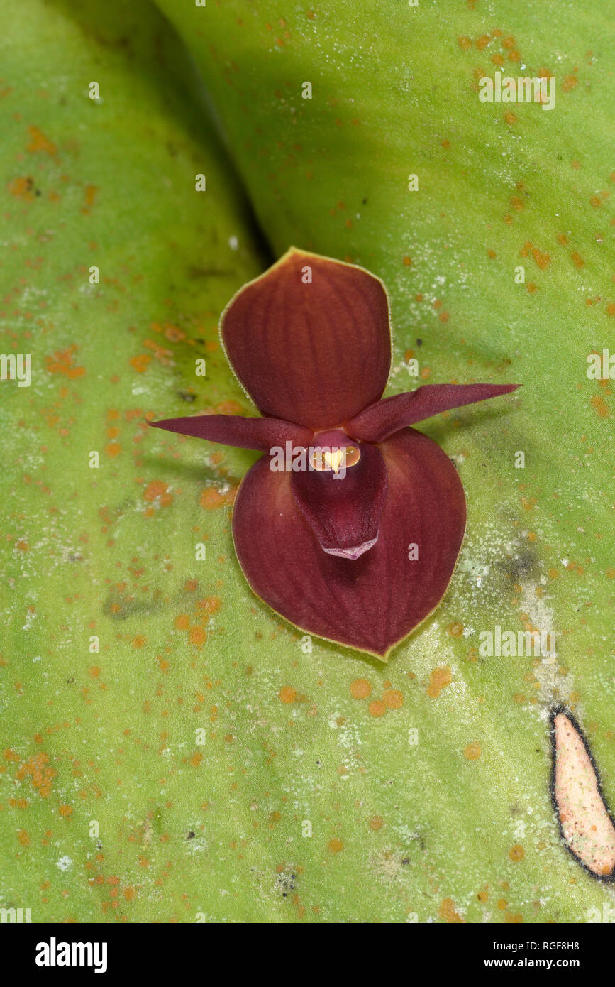 Preolotalis Orchis (Preolotalis specie) close-up di fiori, Turrialba, Costa Rica, Ottobre Foto Stock