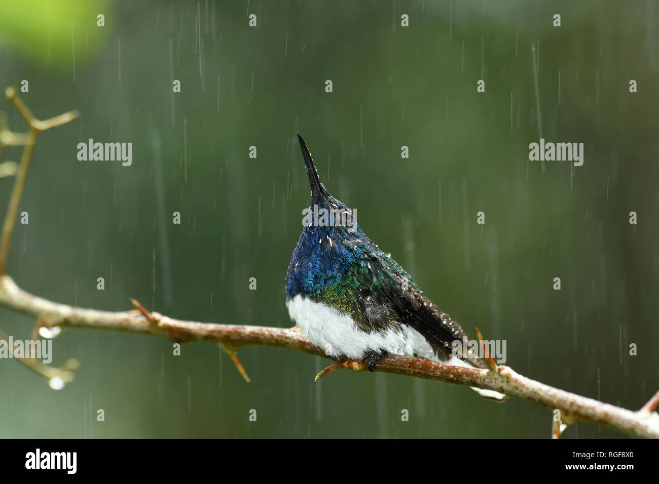 Bianco-colli Hummingbird giacobina (Florisuga mellivora) maschio arroccato su ramoscello sotto la pioggia, Turrialba, Costa Rica, Ottobre Foto Stock