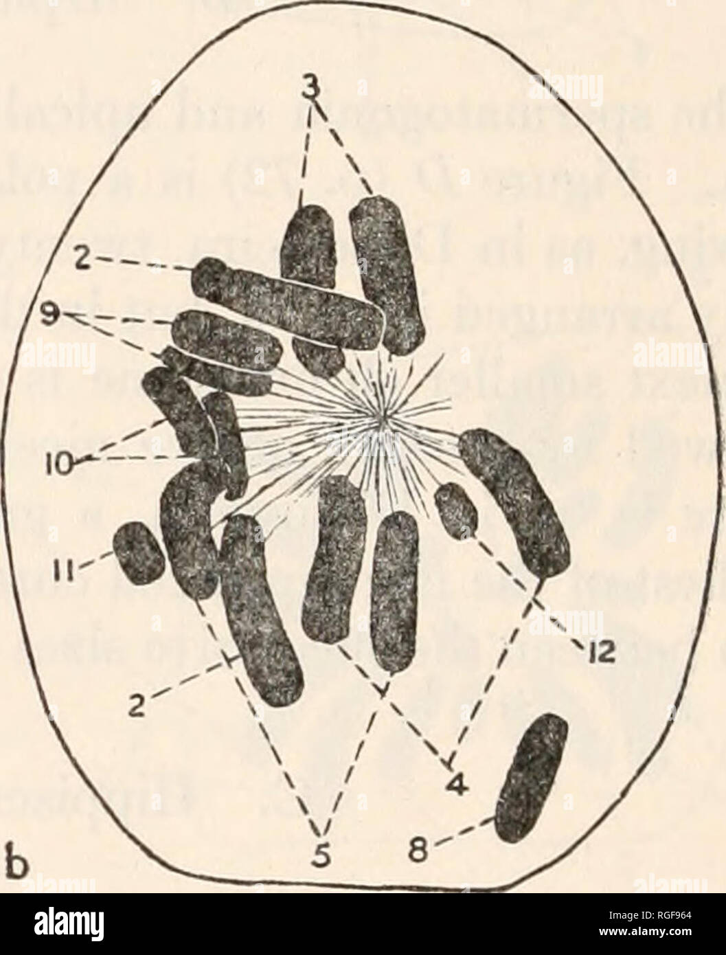 . Bollettino del museo di zoologia comparativa a Harvard College. Zoologia. Fig. F.- vista polare, di metafase spermatogonium in Hippiscus iuberculatus sliowing cromosoma autosomico coppie. X 1450. Fig. G.- vista polare, di metafase spermatogonium di Melanoplus femoratus mostra cromosoma autosomico coppie. X 1450. Figg. Ha, Hb,- sezioni successive di oogonium di Hippiscus iuberculatus durante prophase mostra cromosoma autosomico coppie. X 1450. che sono molto più piccoli rispetto al resto. Le figure ha e hb rappresentano due sezioni successive di un oogonium di questa specie nel tardo pro- fase. Qui ci sono chiaramente ventiquattro chromosom Foto Stock