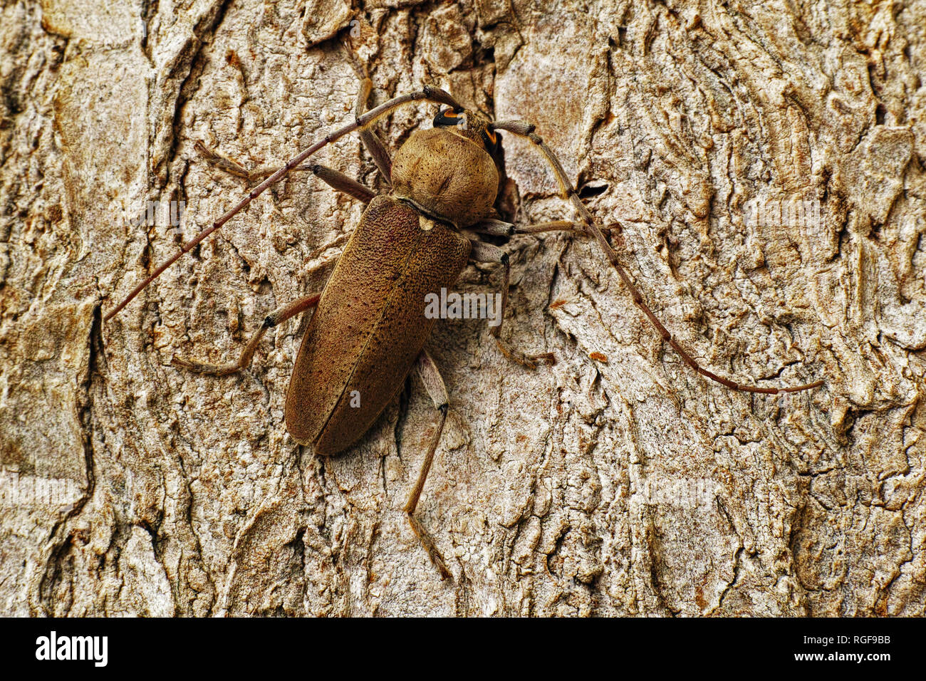 Campione di Longhorn scarabeo o dalle lunghe corna Foto Stock