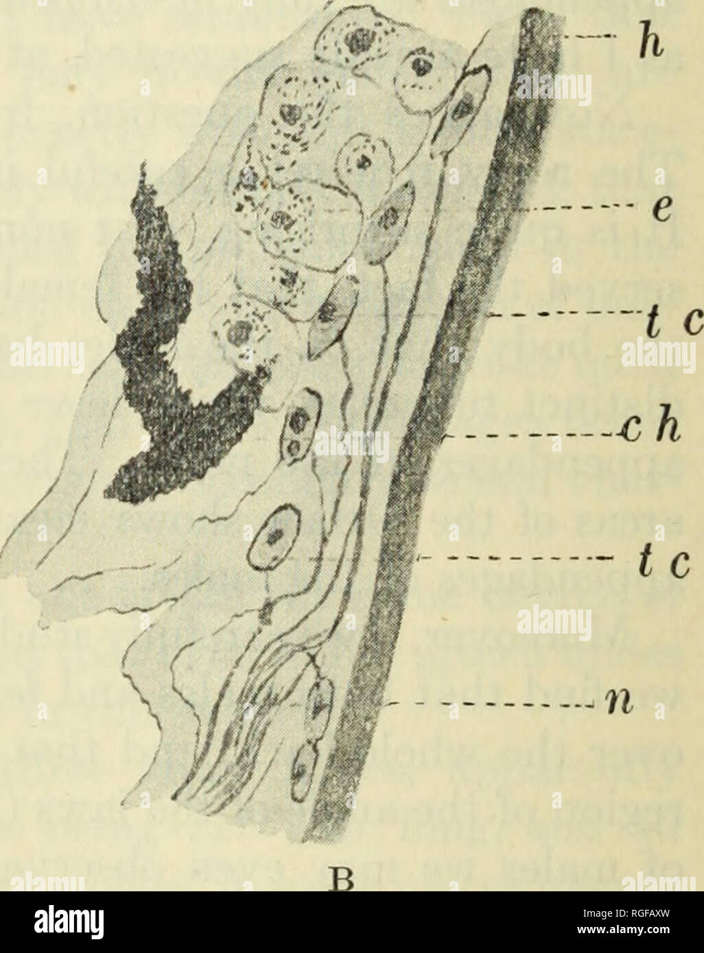 . Bollettino del museo di zoologia comparativa a Harvard College. Zoologia; Zoologia. Fig. A. La sezione trasversale di uno dei liair-come appendici, b, vaso sanguigno; c, cute; e, l'epidermide. Fig. B. porzione di una longitudinale (radiale) sezione di capelli-come appendice, mostrando cellule tattili in uno dei rilievi della cute. ch. chromatophore; e, cellule epidermiche; h, strato corneo; n. di fibre nervose; tc. cellule tattile. Come il resto della pelle, periodicamente slough loro superficiale lo strato corneo. Questa affermazione non è d'accordo con Gadow la frase: " Die epidermide ist weich und weder besonders verd Foto Stock